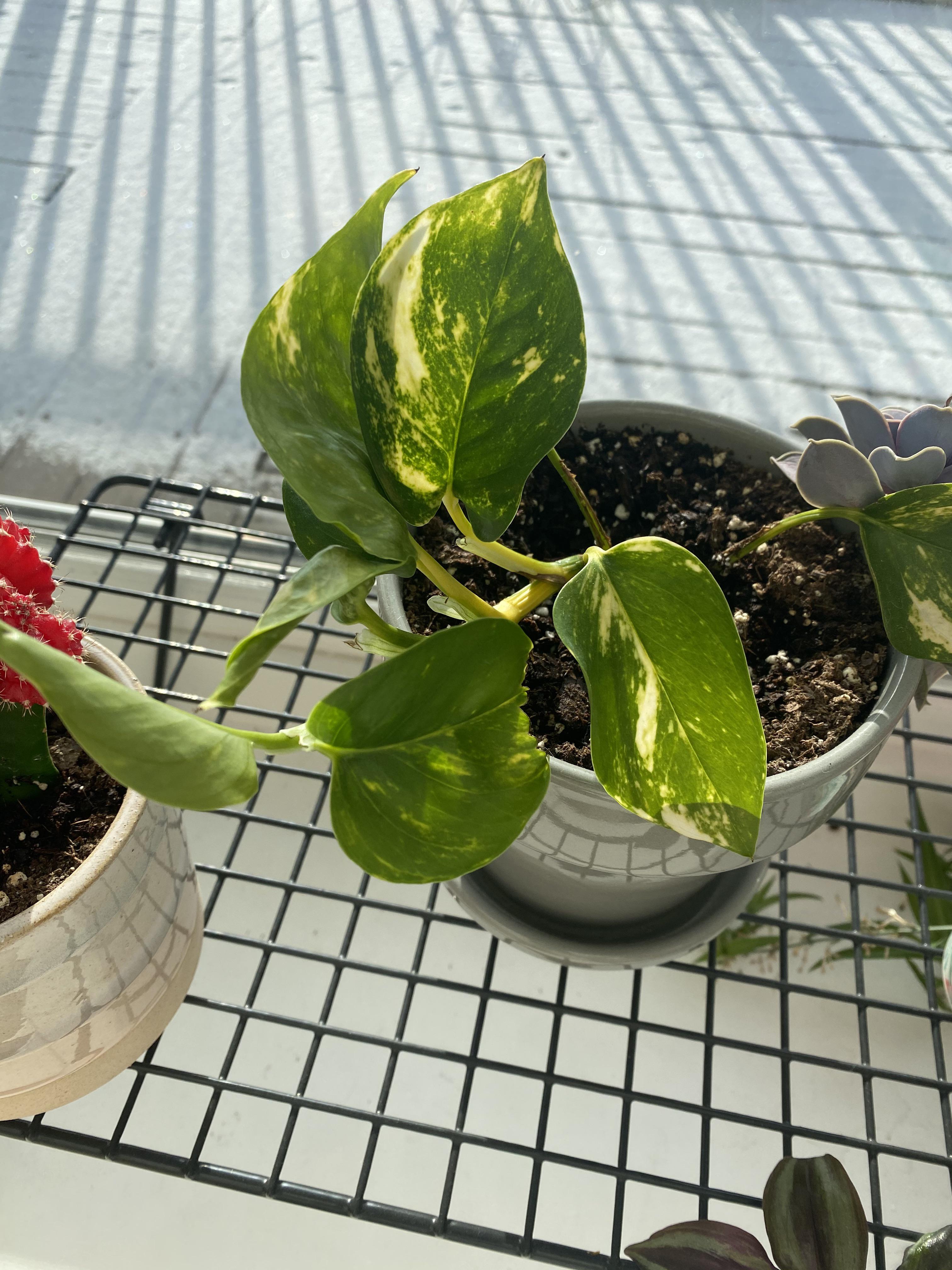 Can someone please tell me what this plant is? It started from a leaf