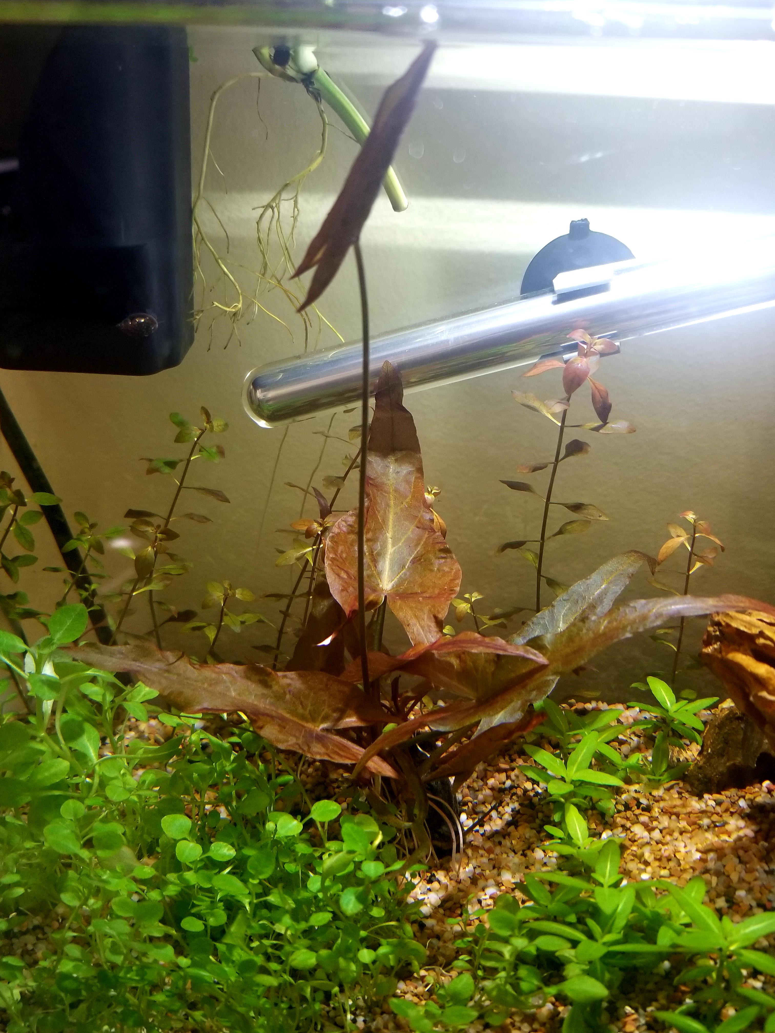 In know its a water lily but can anyone give me more information on it? Will it melt back a lot