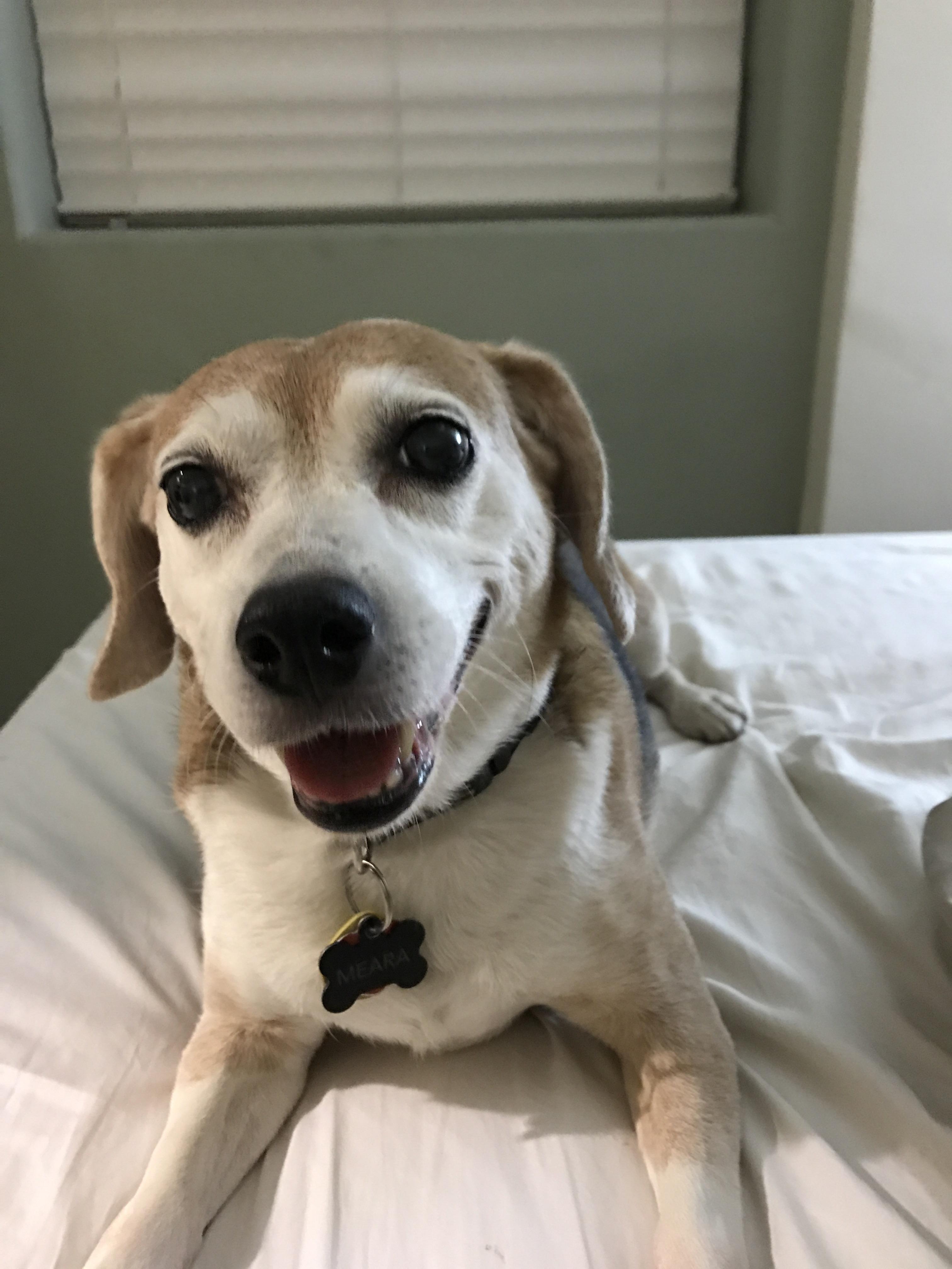 Just saying hi beagle