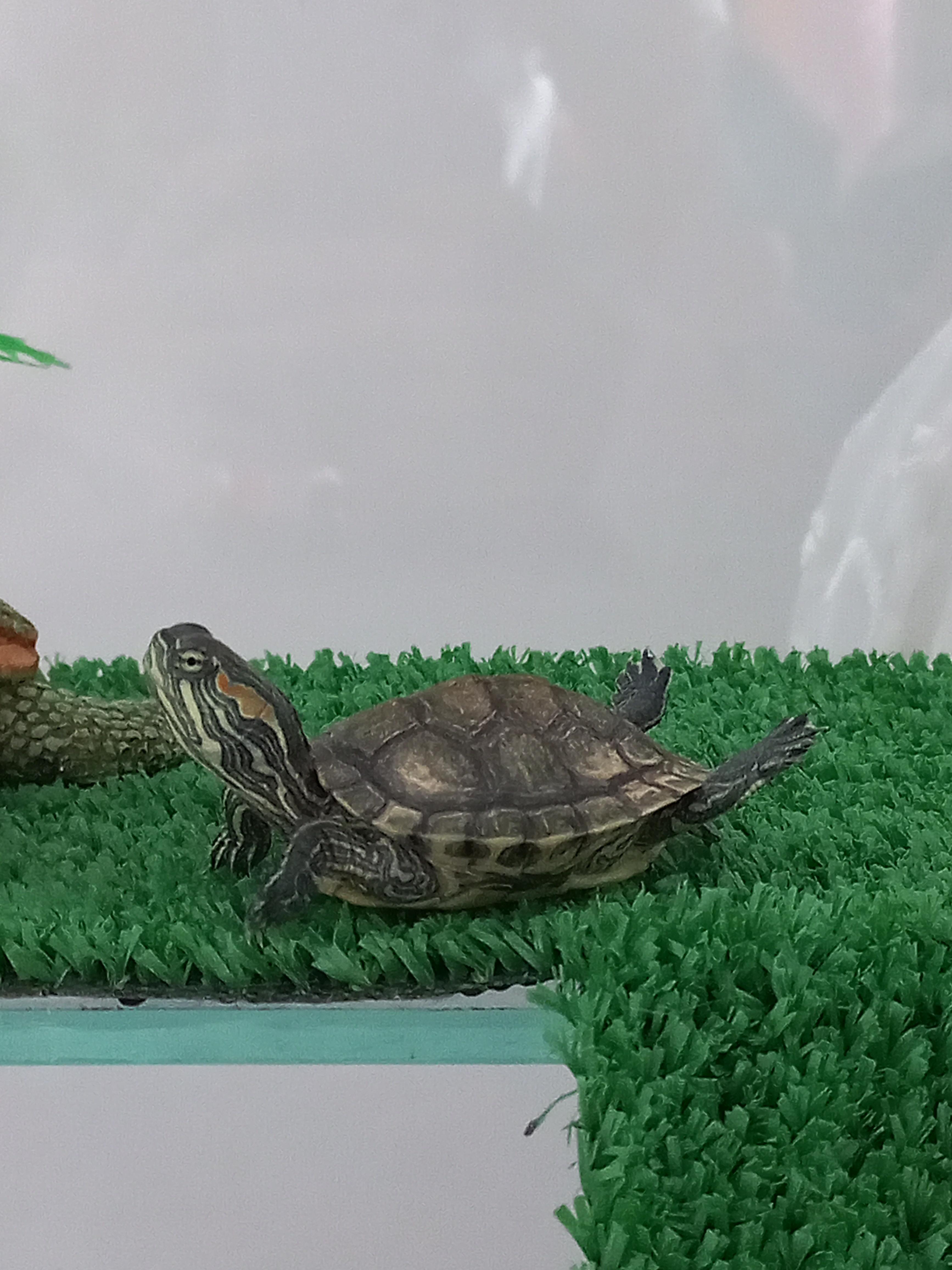 Why does my turtle do this little funny pose? r/turtle