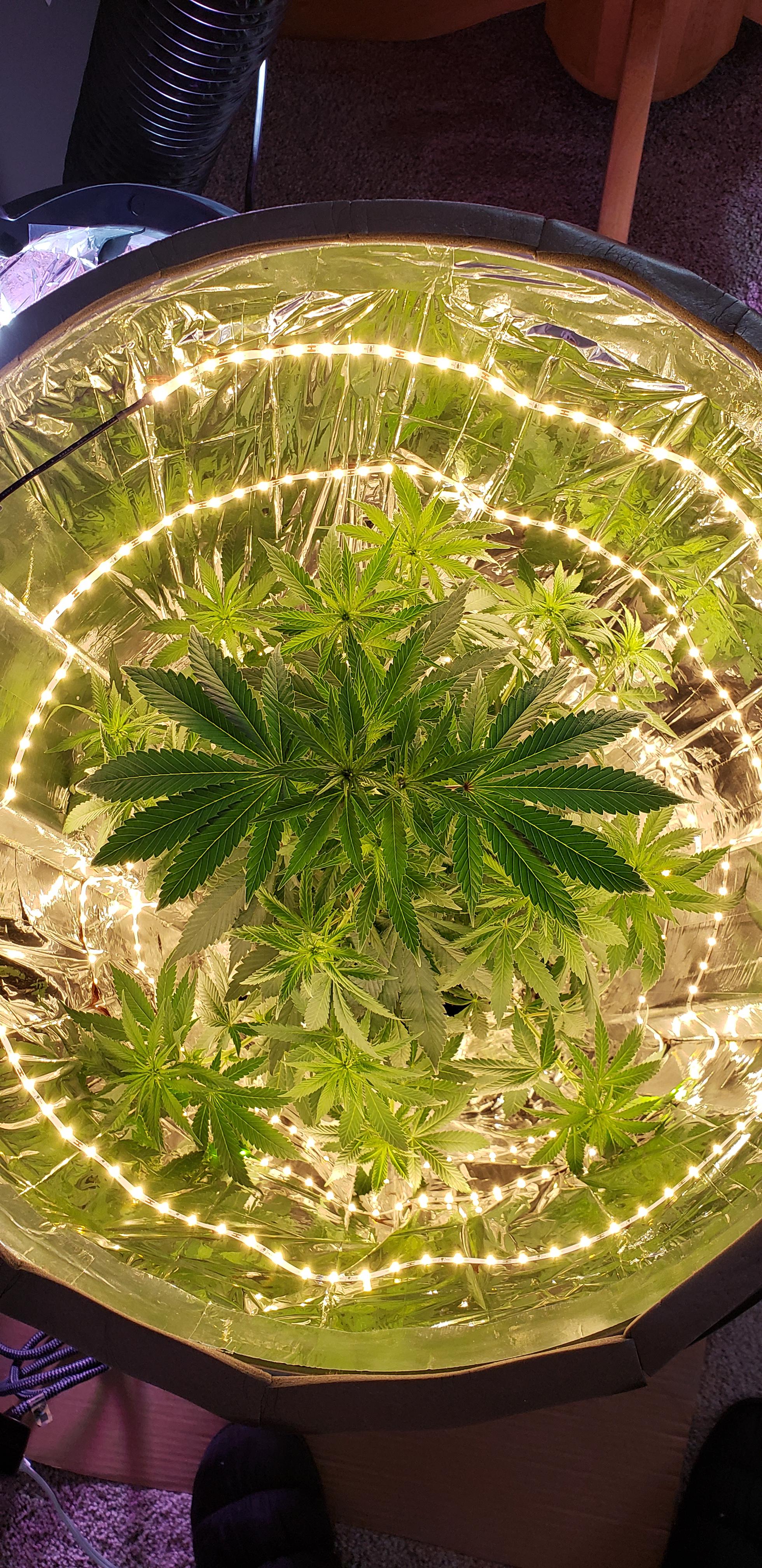 Should I trim the two top fan leaves? r/SpaceBuckets