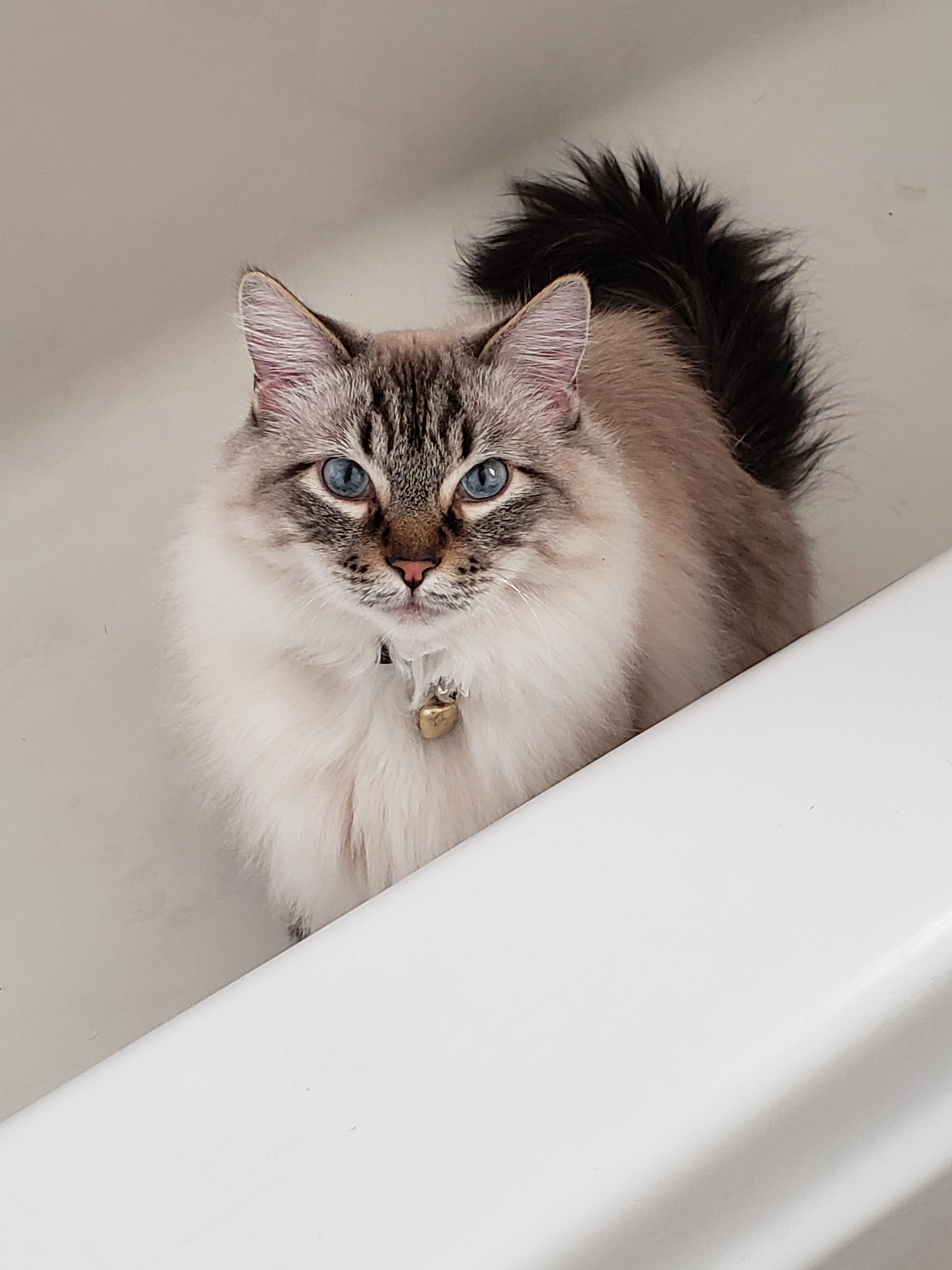 My kitty likes to sit in the bathtub and stare at me while I get ready