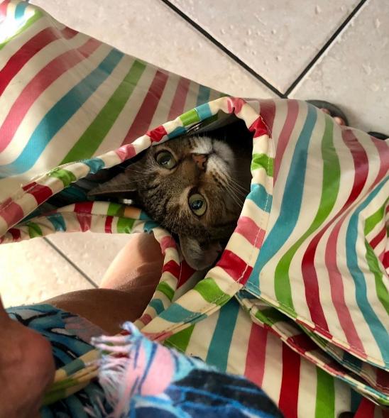 Looks like the cats... in the bag? r/catpics