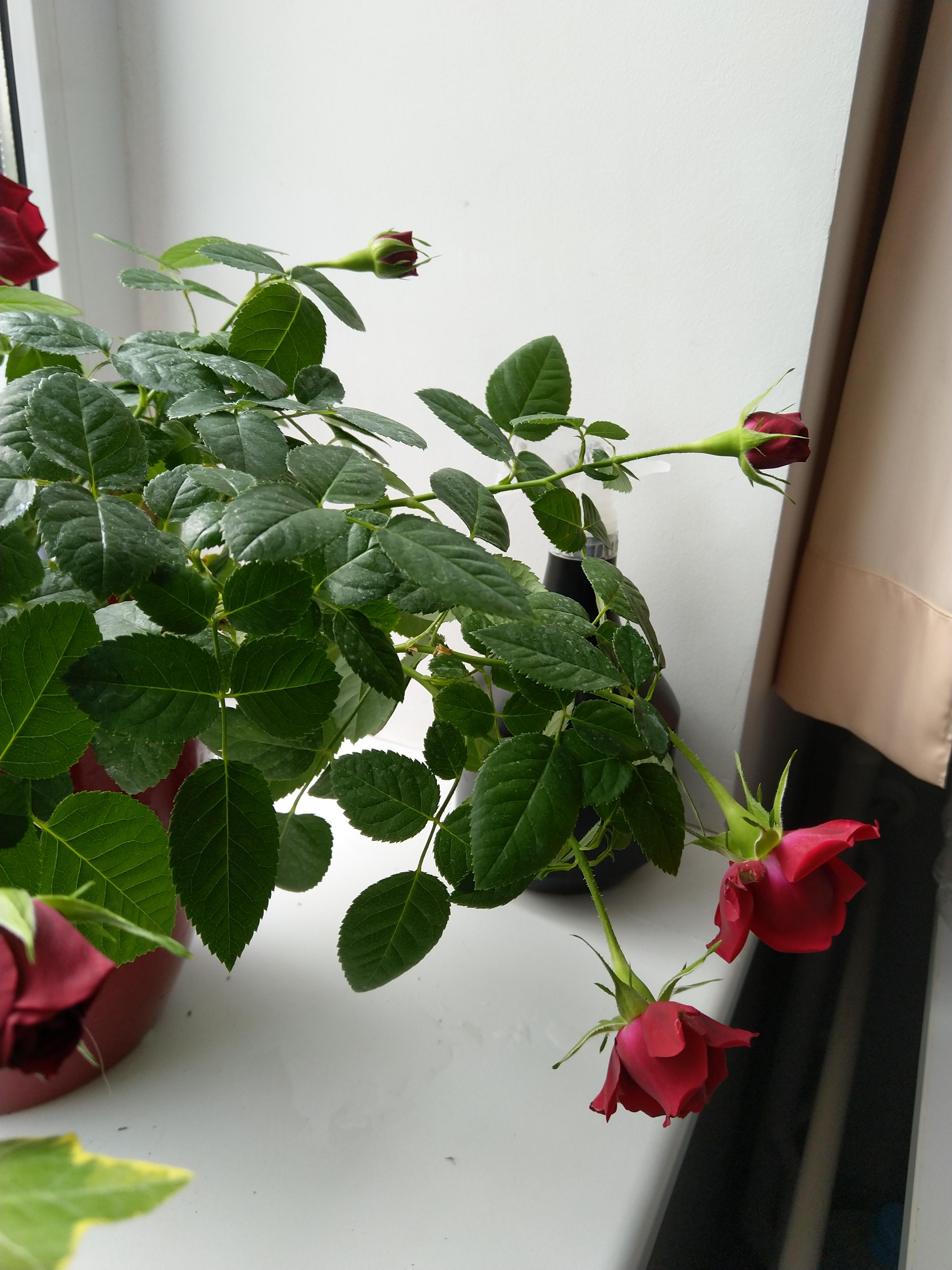 Stems bend down too much r/Roses