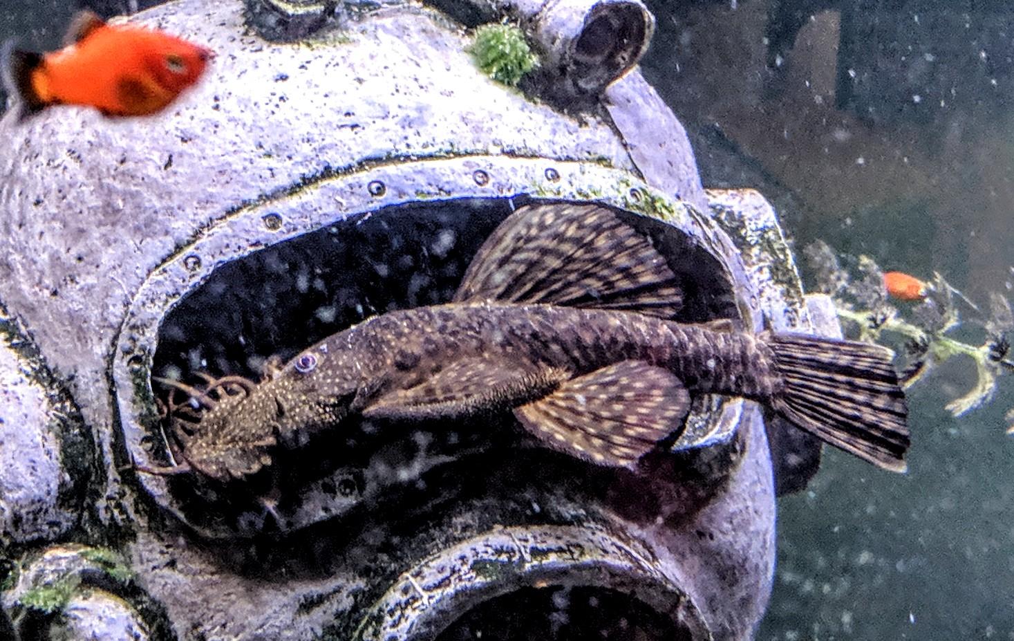 He comes out every few weeks to check up on me. r/Aquariums