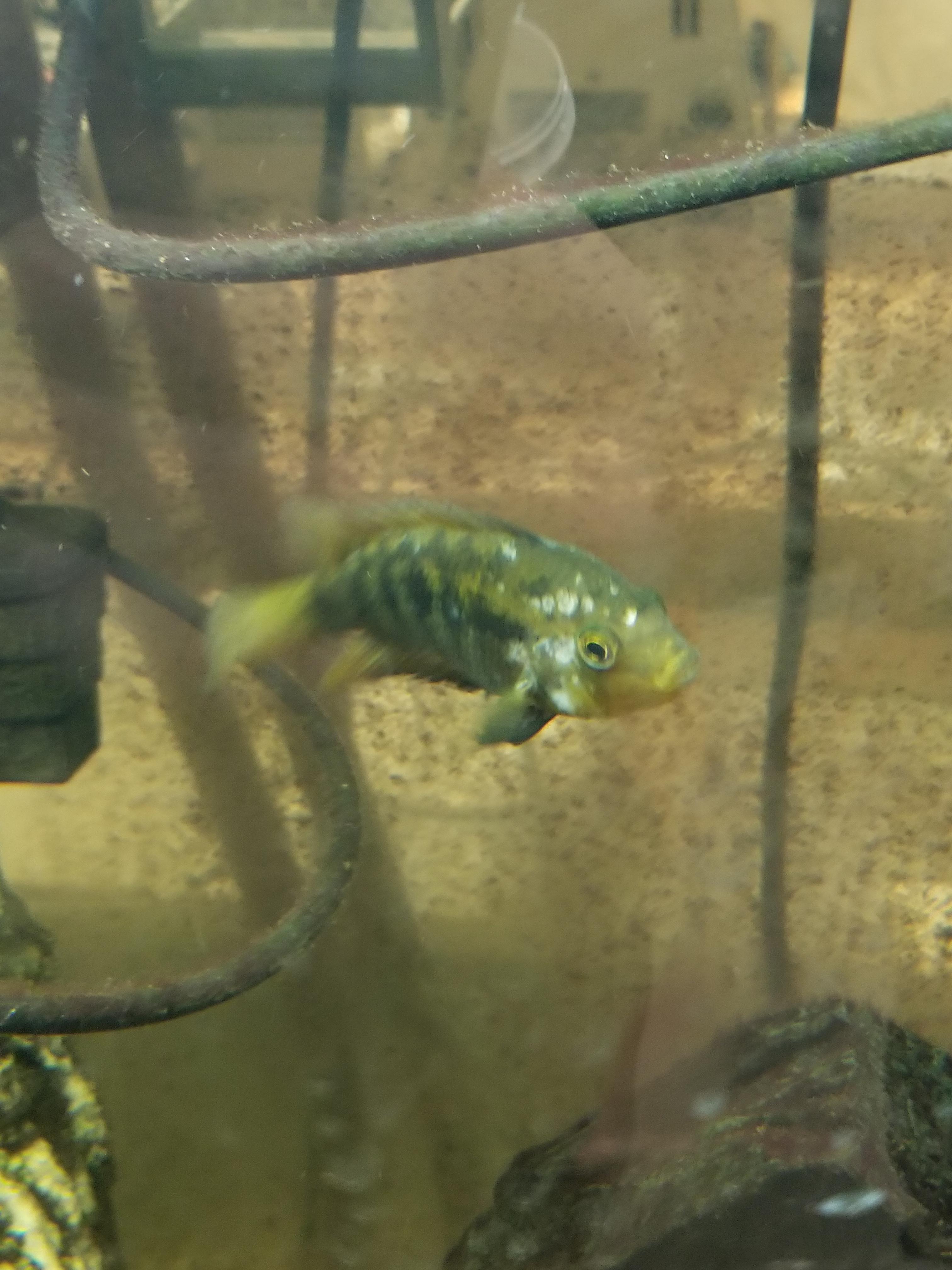 Sick Fish, Please Help r/Aquariums