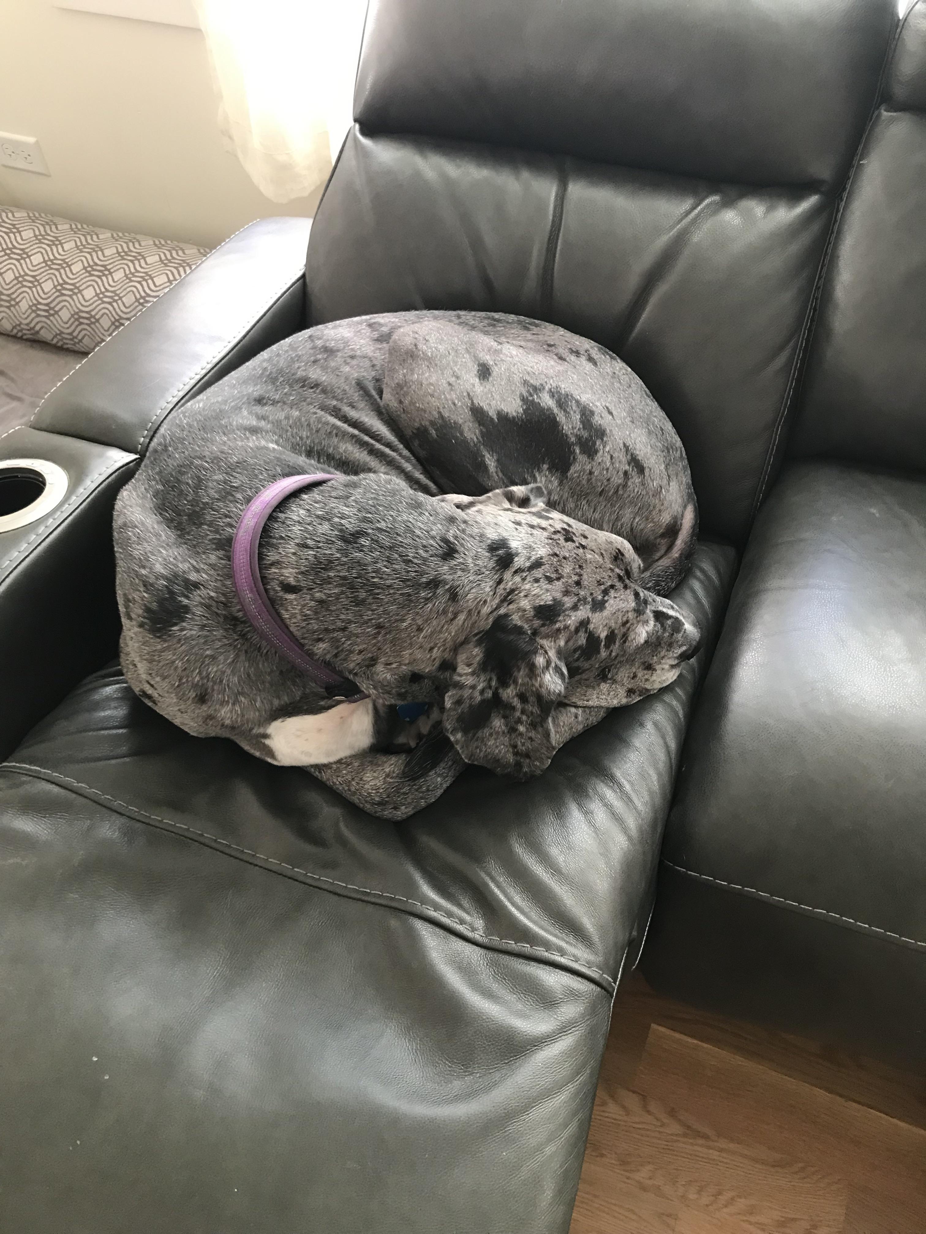 We see so many images of how sprawly Danes can be. These cold mornings