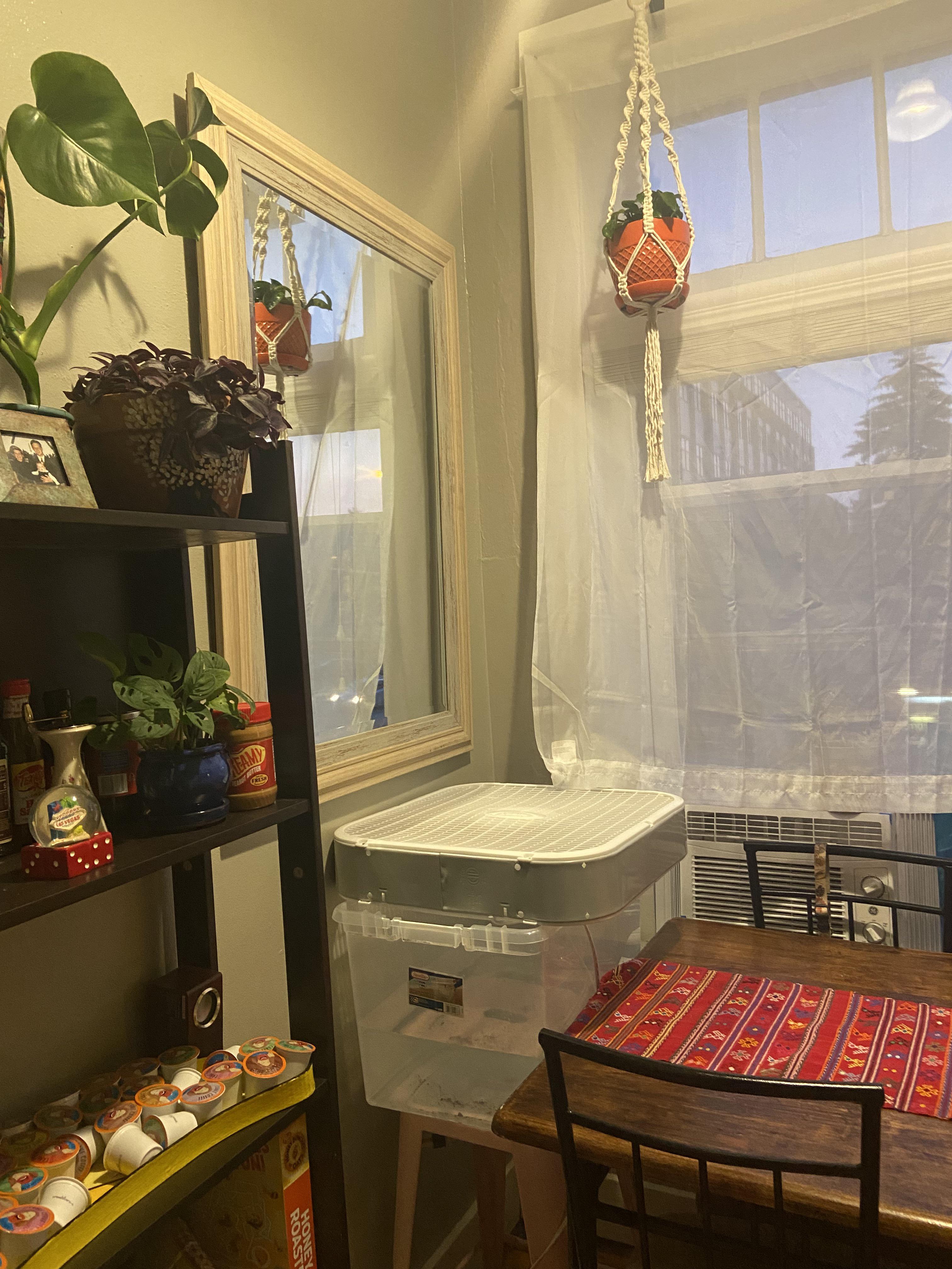 Broke college kid DIY humidifier a box fan on top of a sterilite full