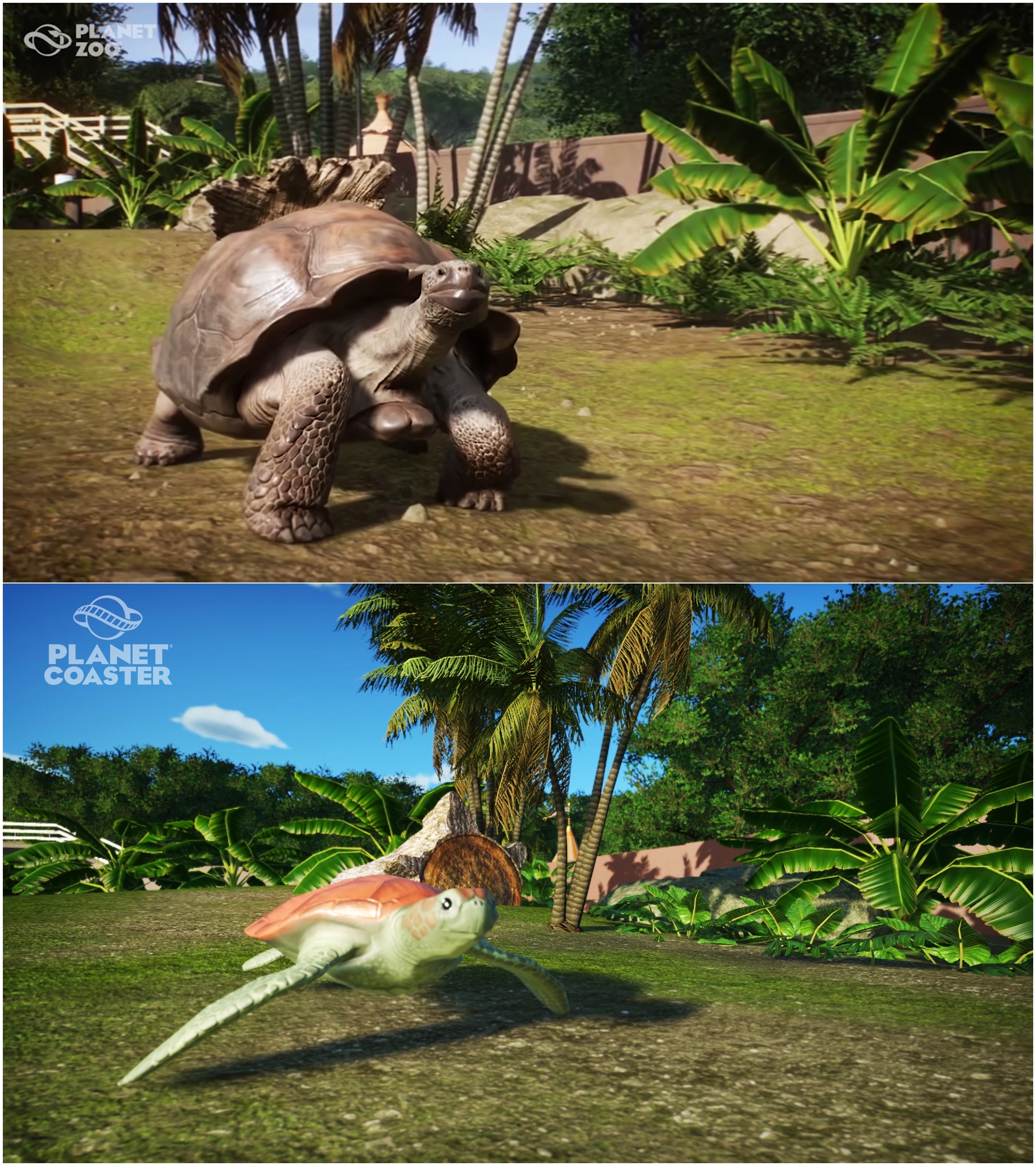 Zoo vs Coaster (recreate from Giant Galapagos Tortoise