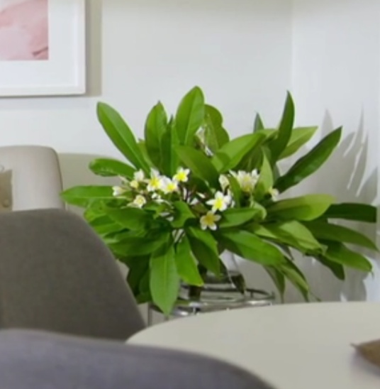 Saw this plant on an Australian TV show. Any idea what this might be