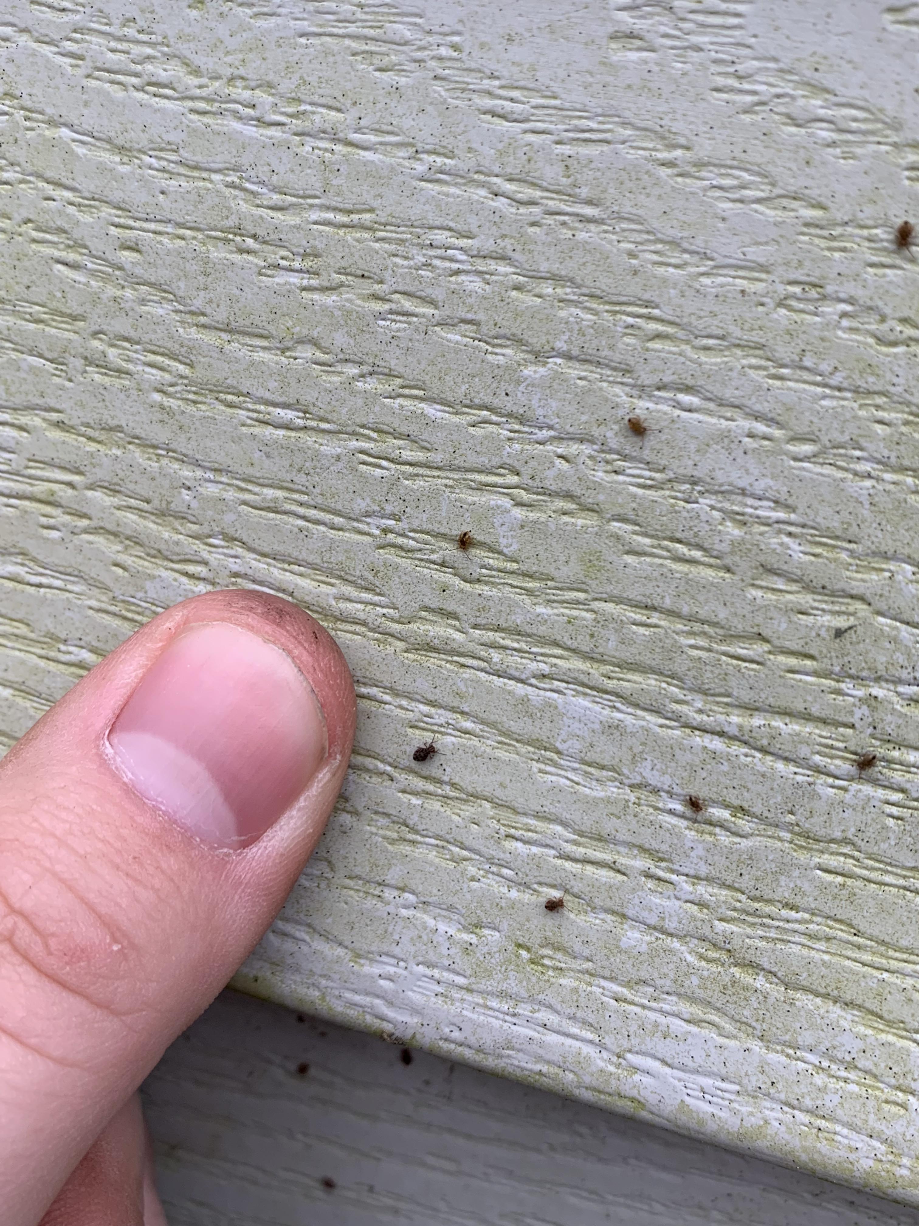 What are these small insects on my vinyl siding in Massachusetts? There