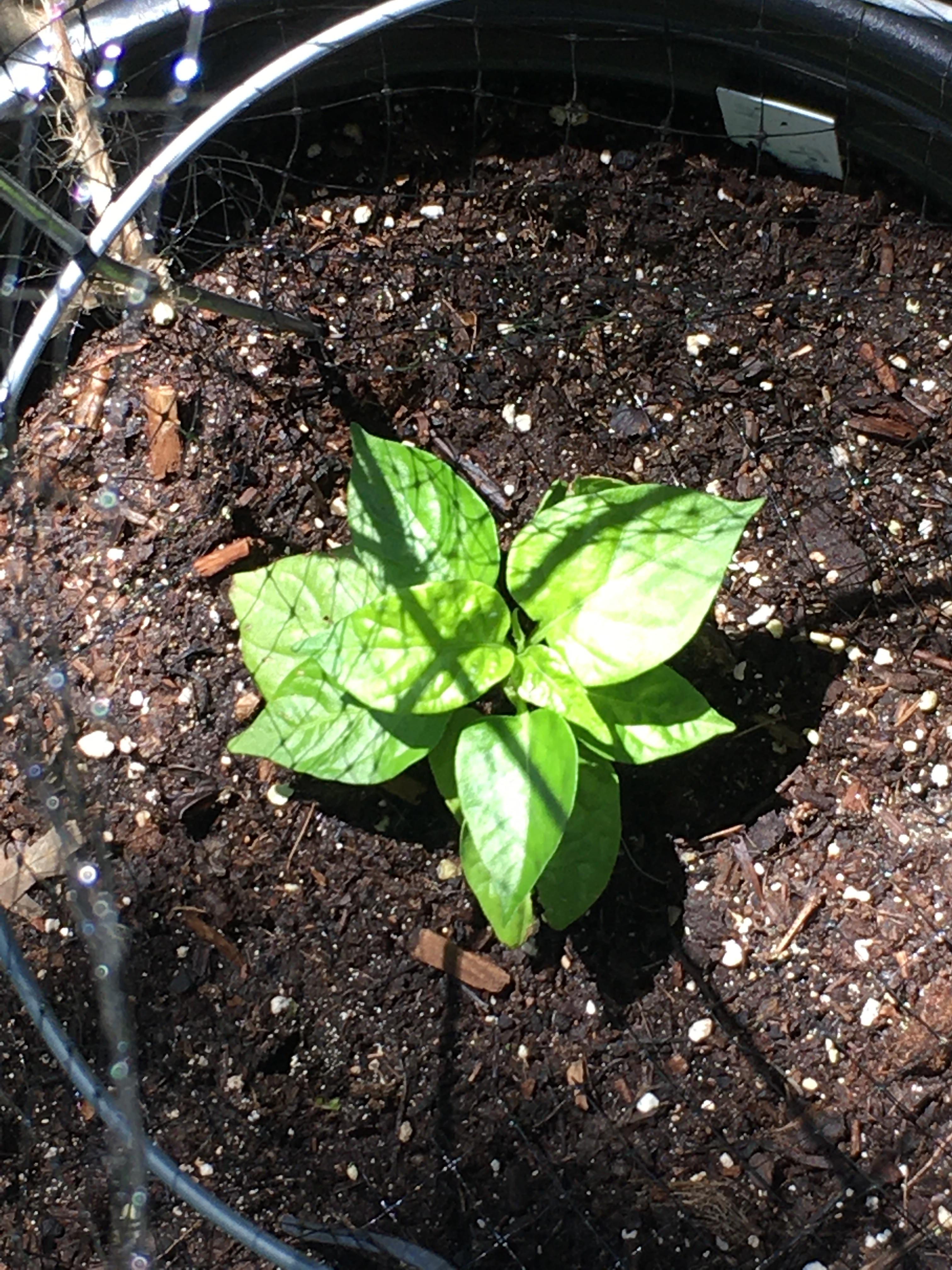 Chocolate habanero slowly growing ) r/HotPeppers