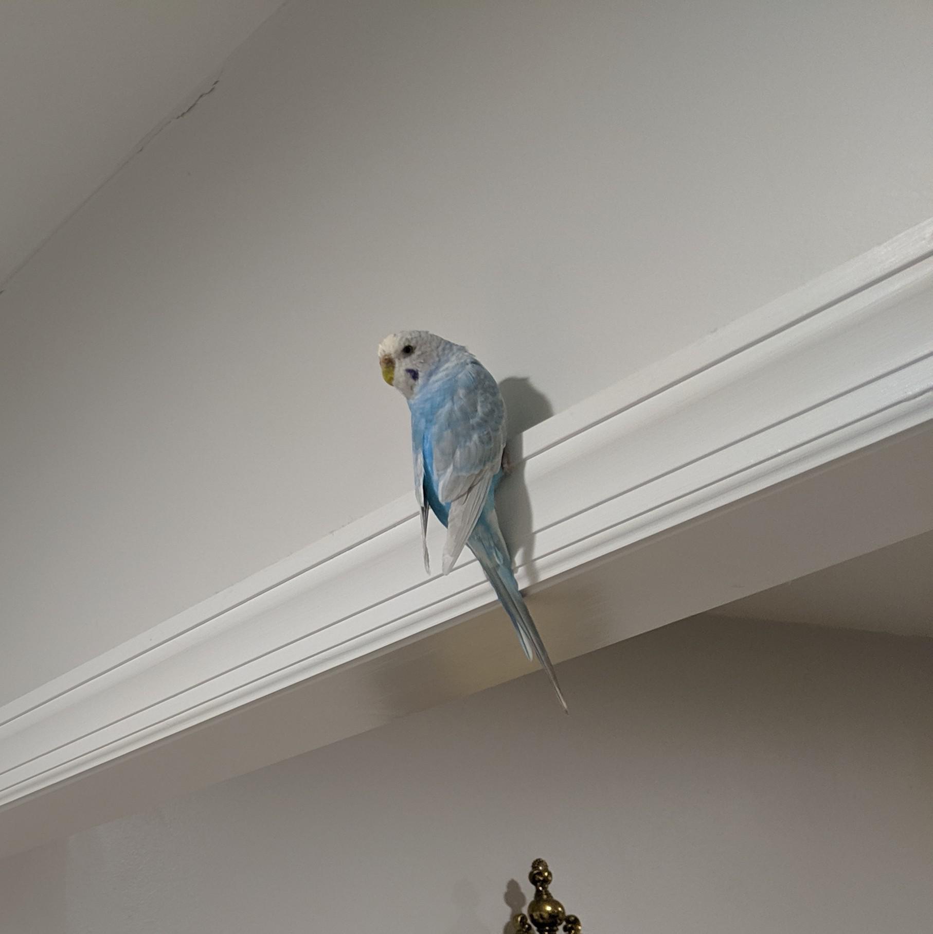 Sky escaped from her cage for the first time. budgies