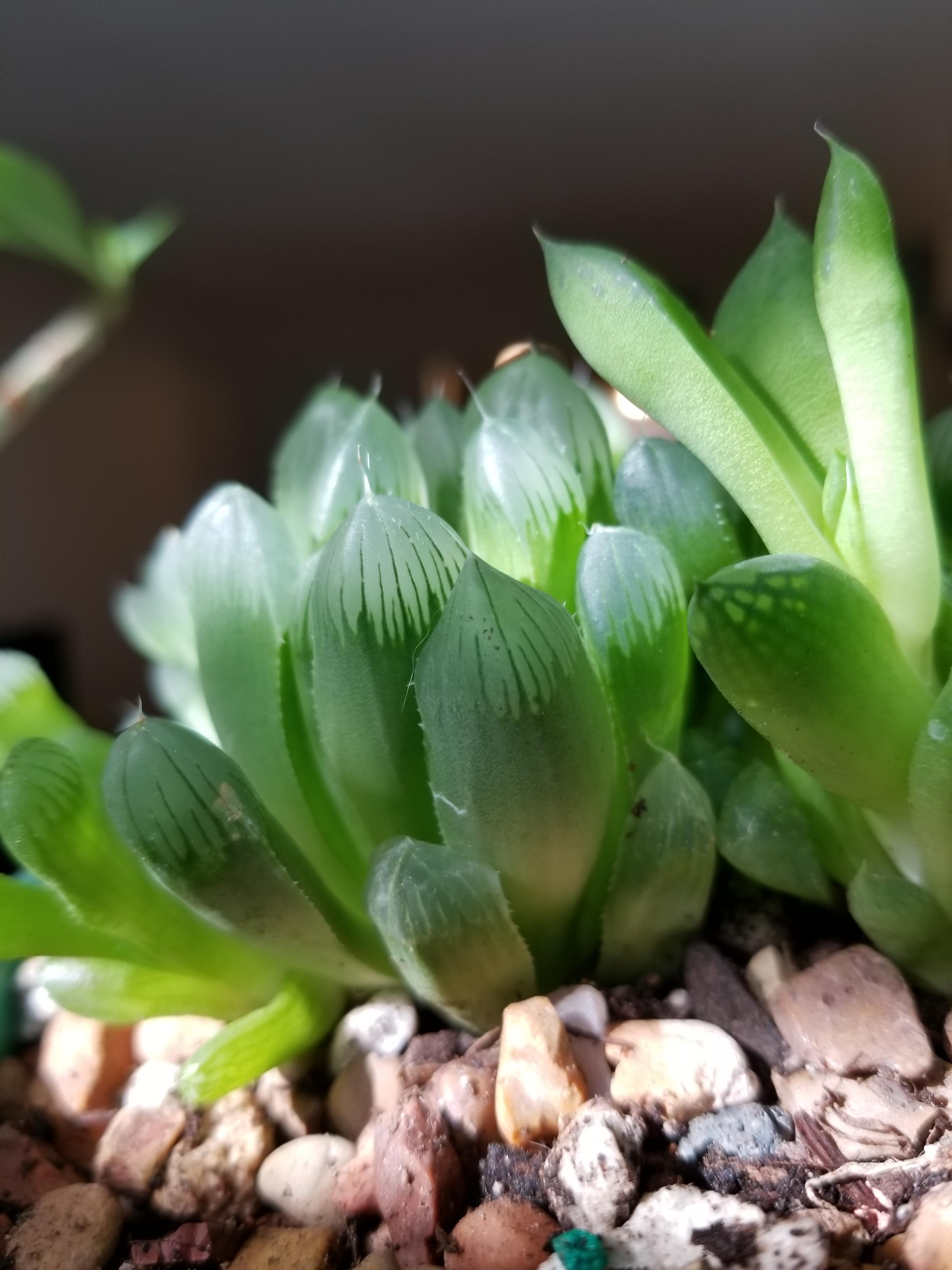 I just love how these almost look like glass. r/succulents