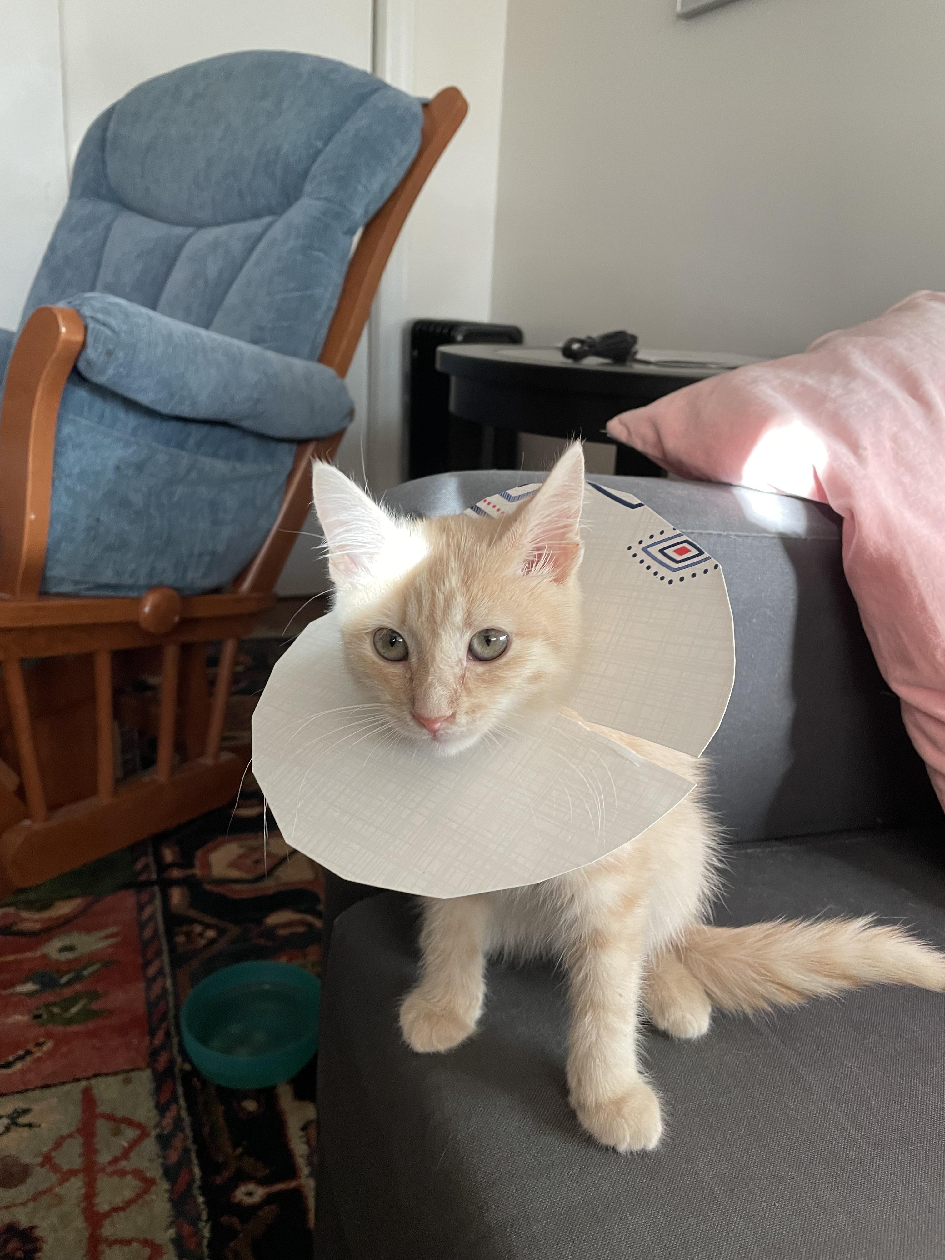 Too smol for a cone, so we had to use a plate r/IllegallySmolCats