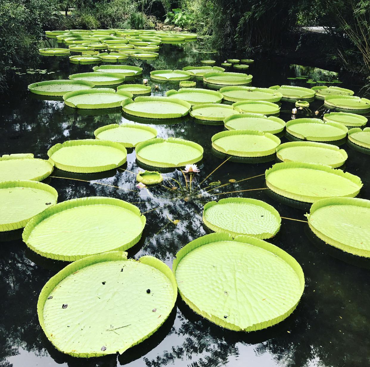Giant Victoria water lily (Gainesville, Florida, US) (1920 x 1080) [OC