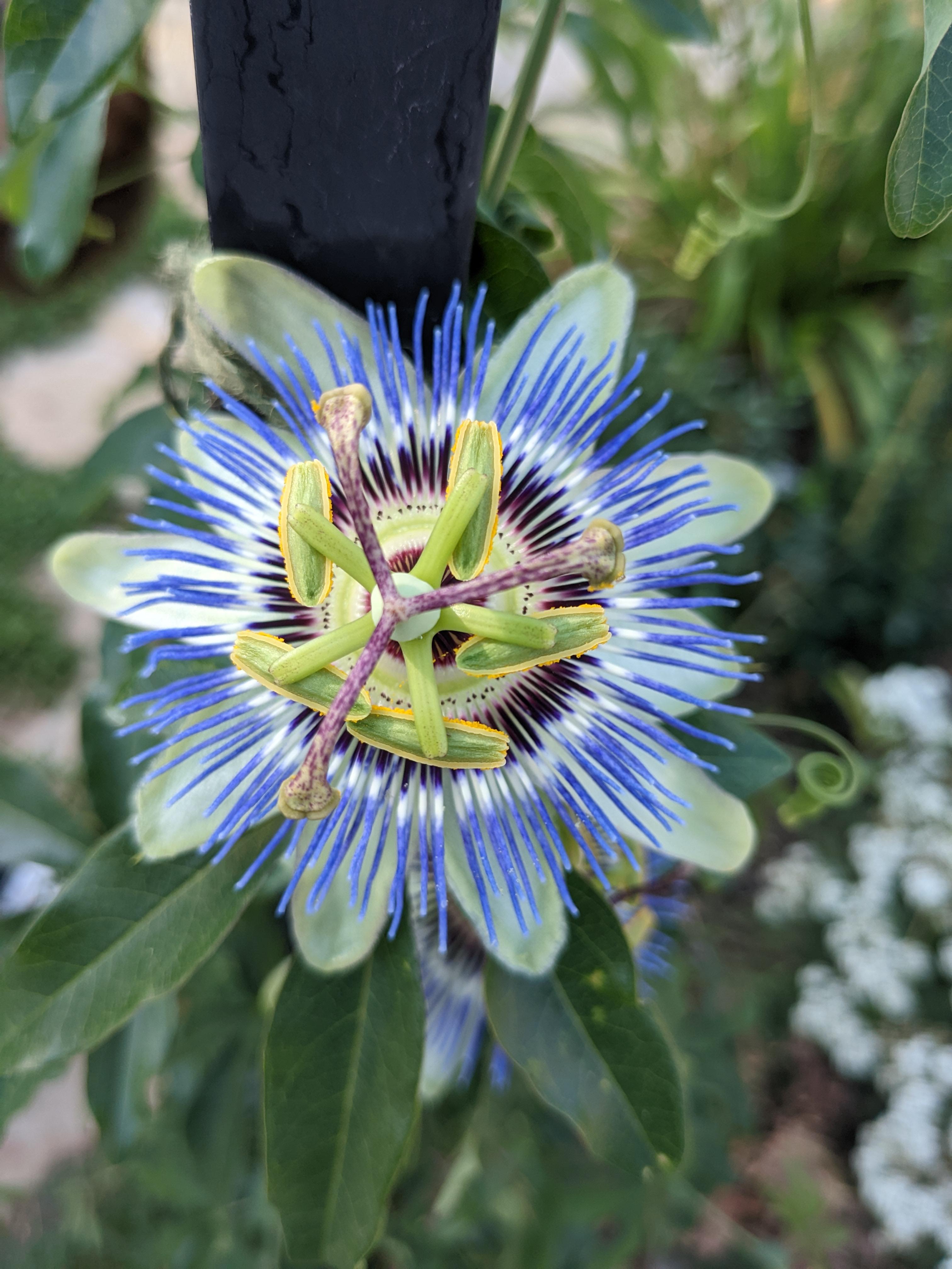 it took all summer, but the passion vine finally bloomed! r/gardening