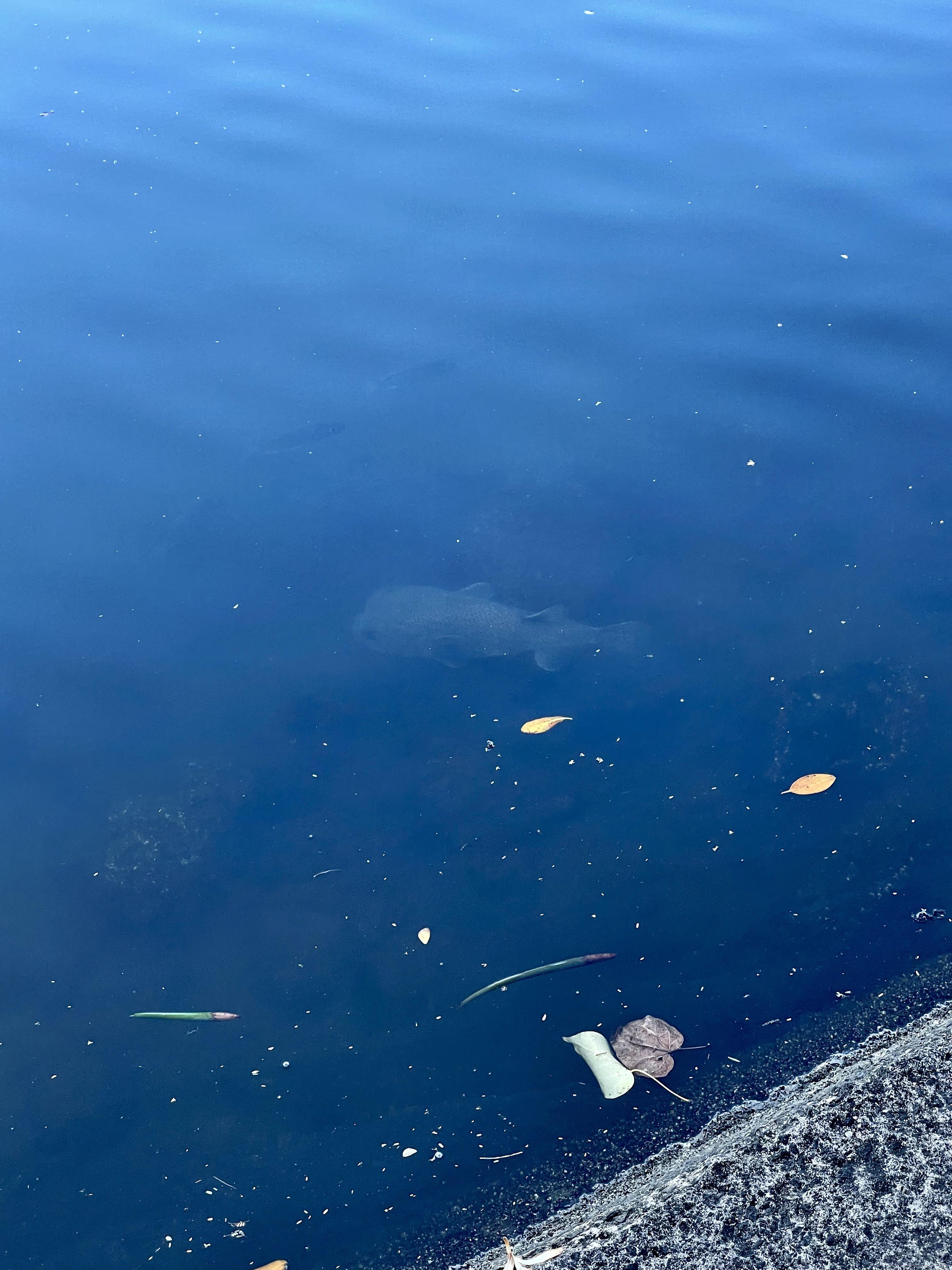 Giant Pufferfish? All Wai Canal Oahu r/Fish