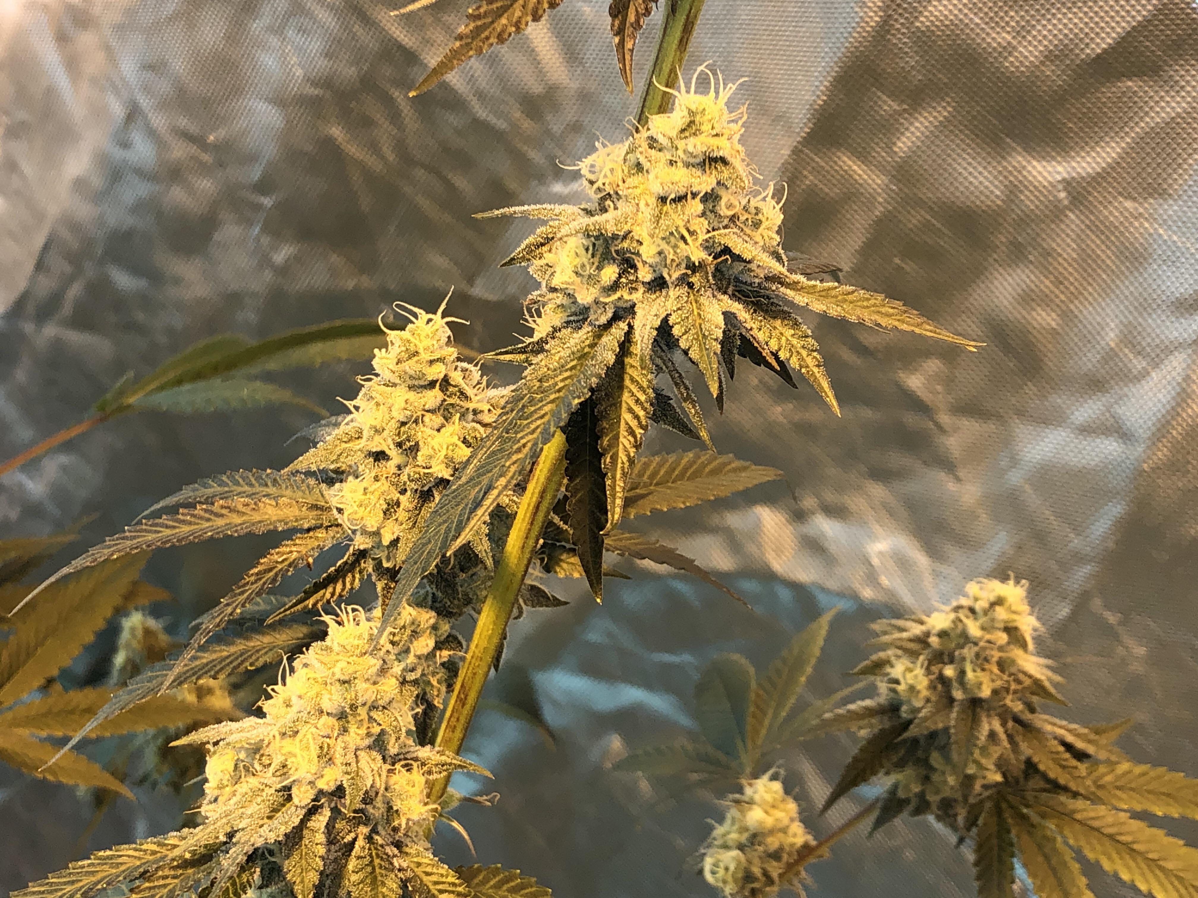 Black Cherry Garlic at 45 days into flower, love this strain! r