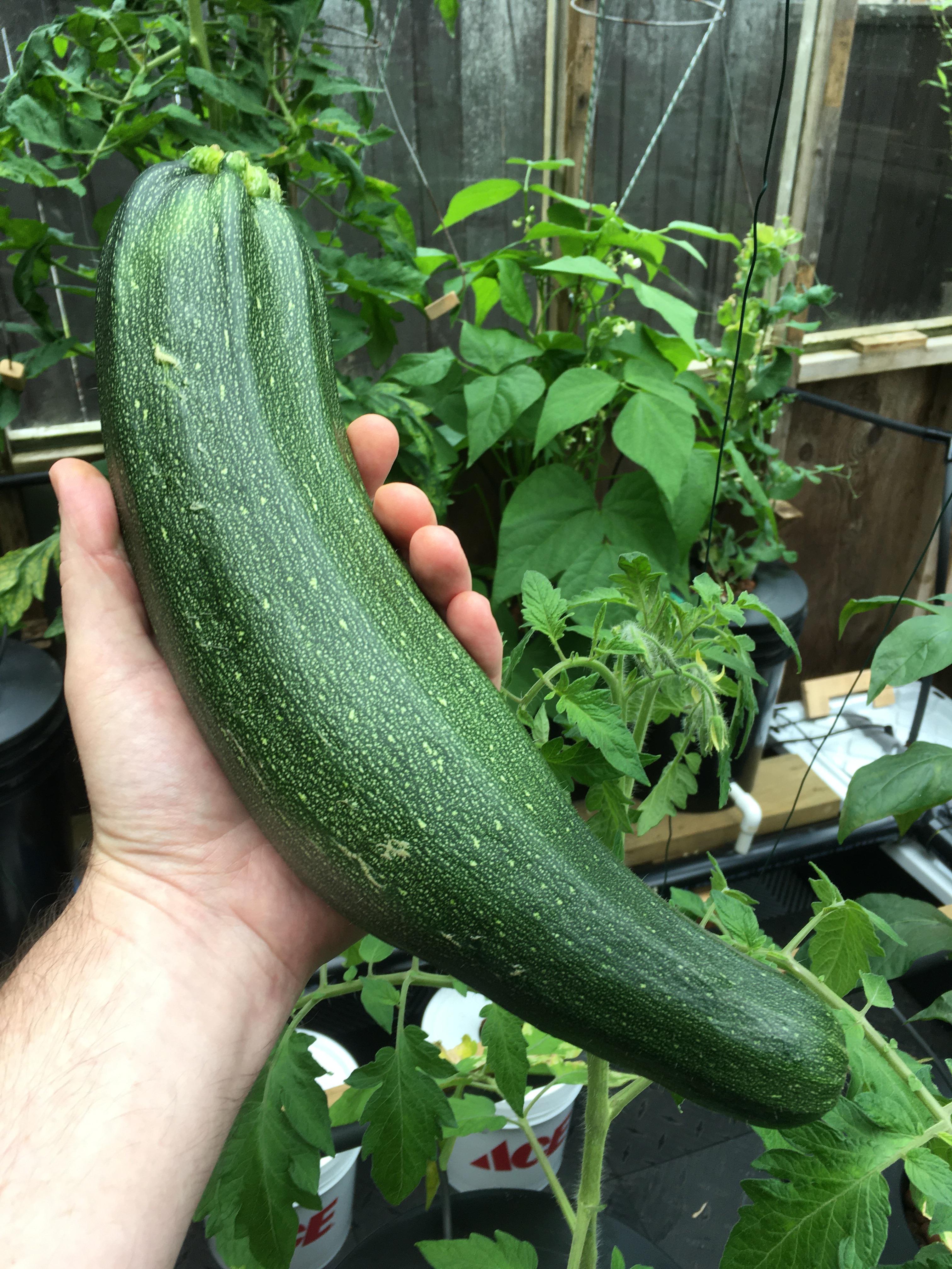 My third zucchini this week. Grown in a Dutch bucket system. 13” long
