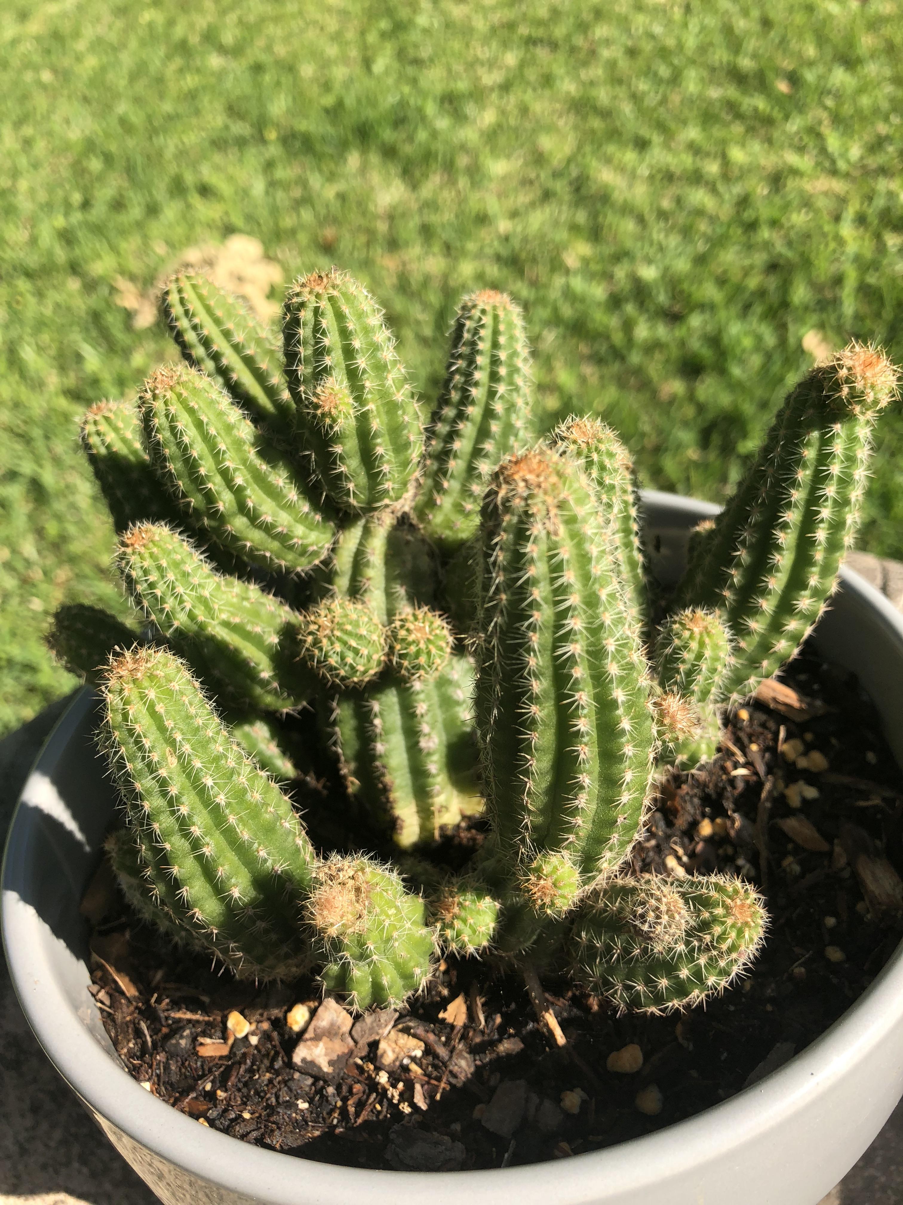 It looks like my cactus has breasts mildlyinteresting