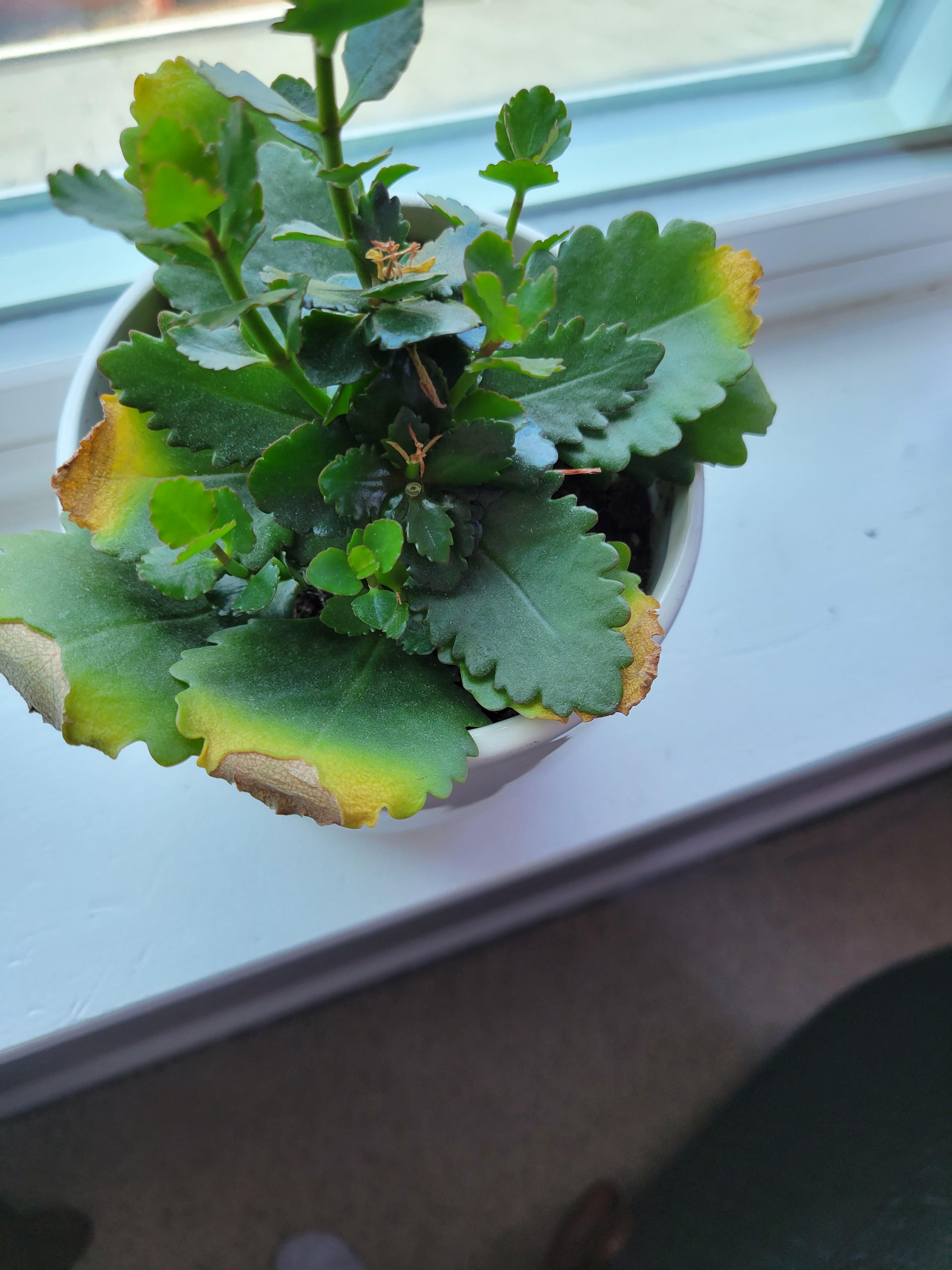 My kalanchoes bottom leaves are yellowing. It's blooms have just died