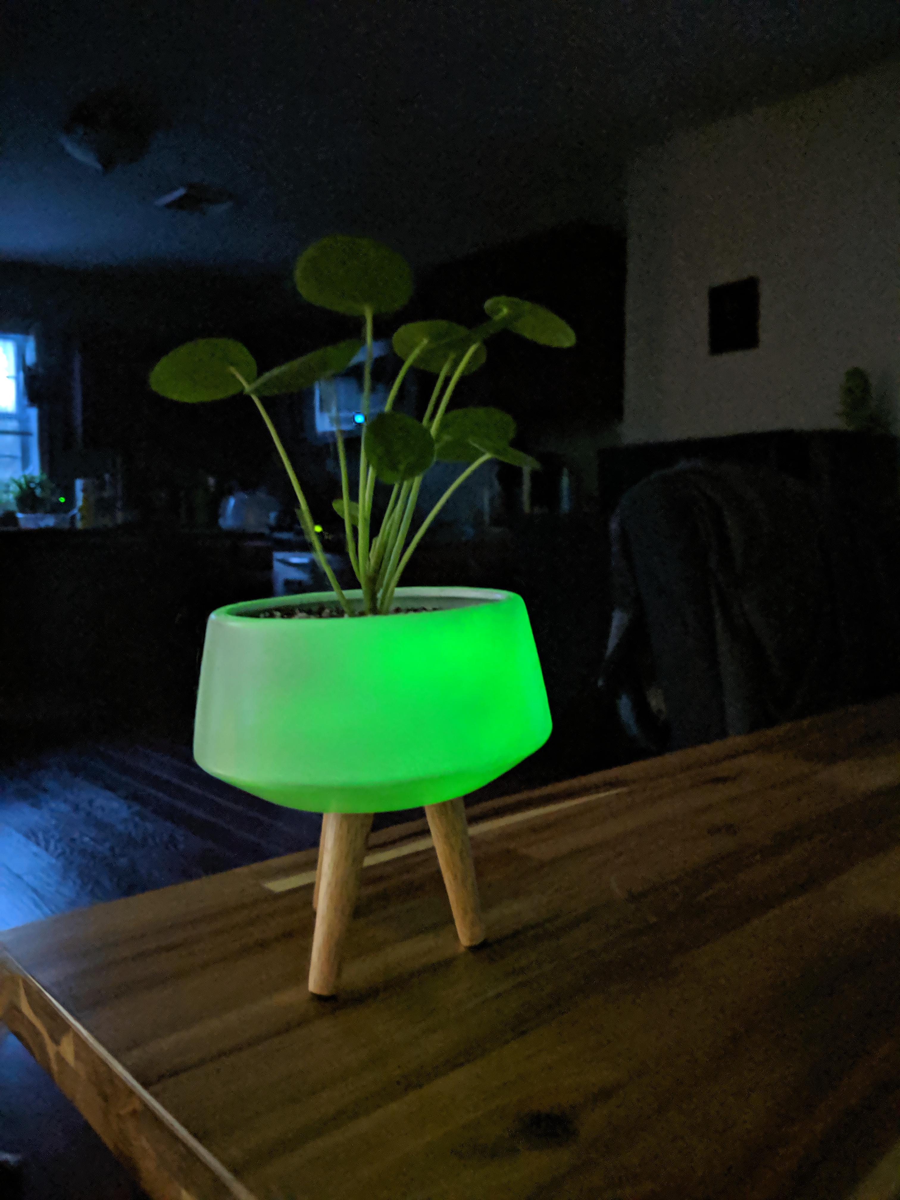 My UFO plant needed a proper pot. . .