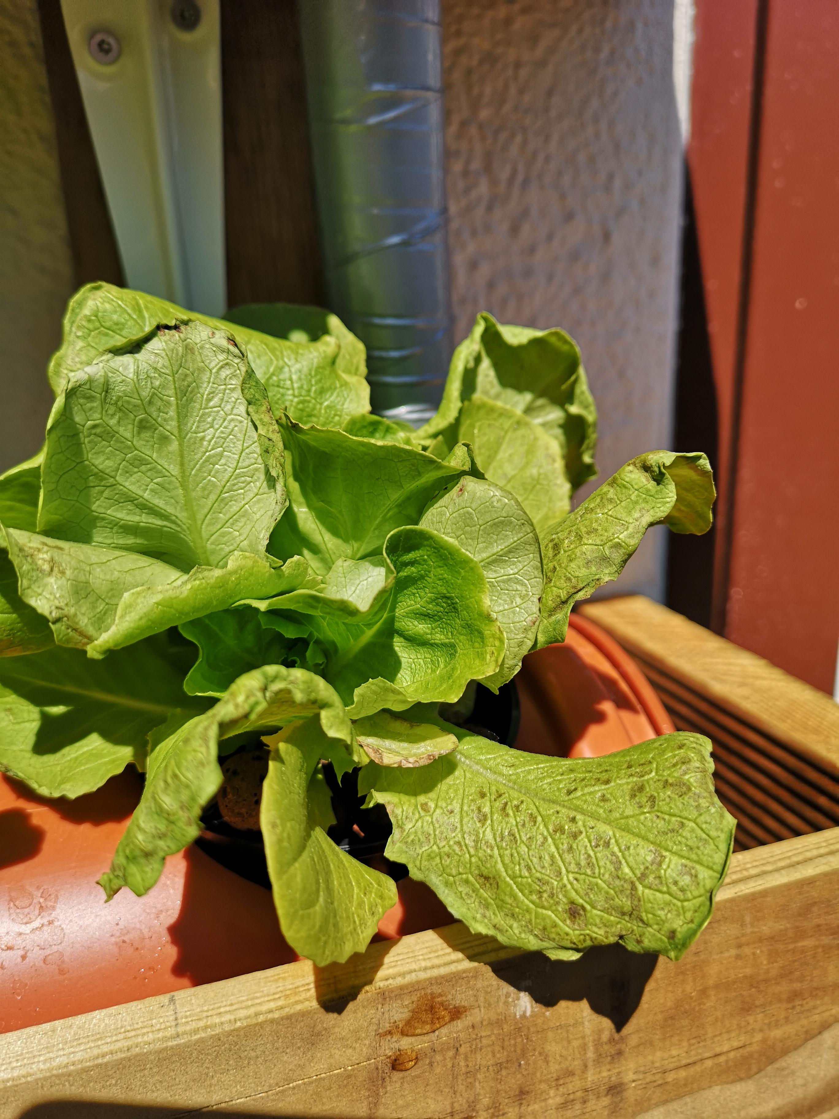 Brown/grey spots on my lettuce. What do I need to change? r/hydro