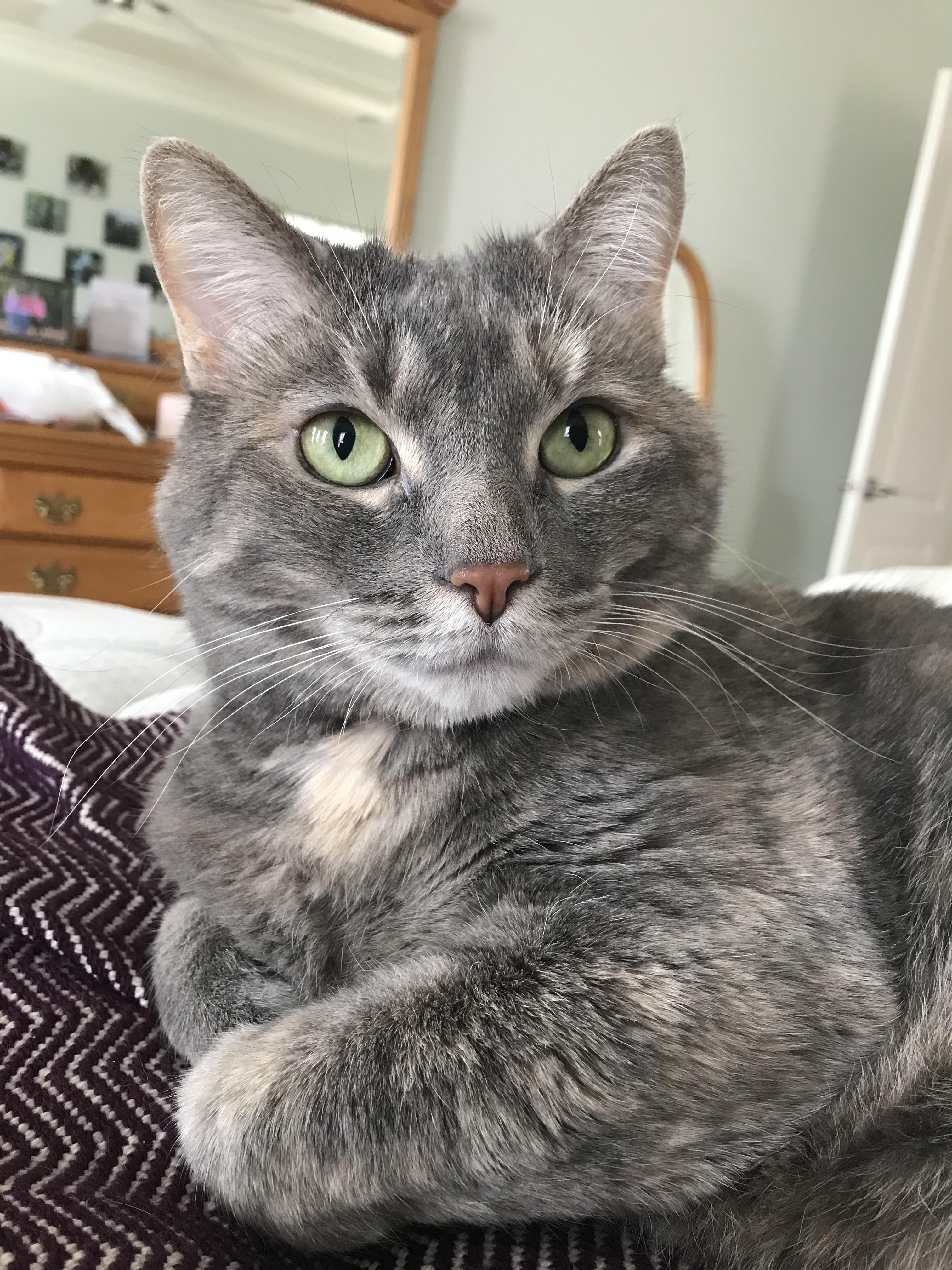 She loves posing like a model and licking plastic bags r/cats