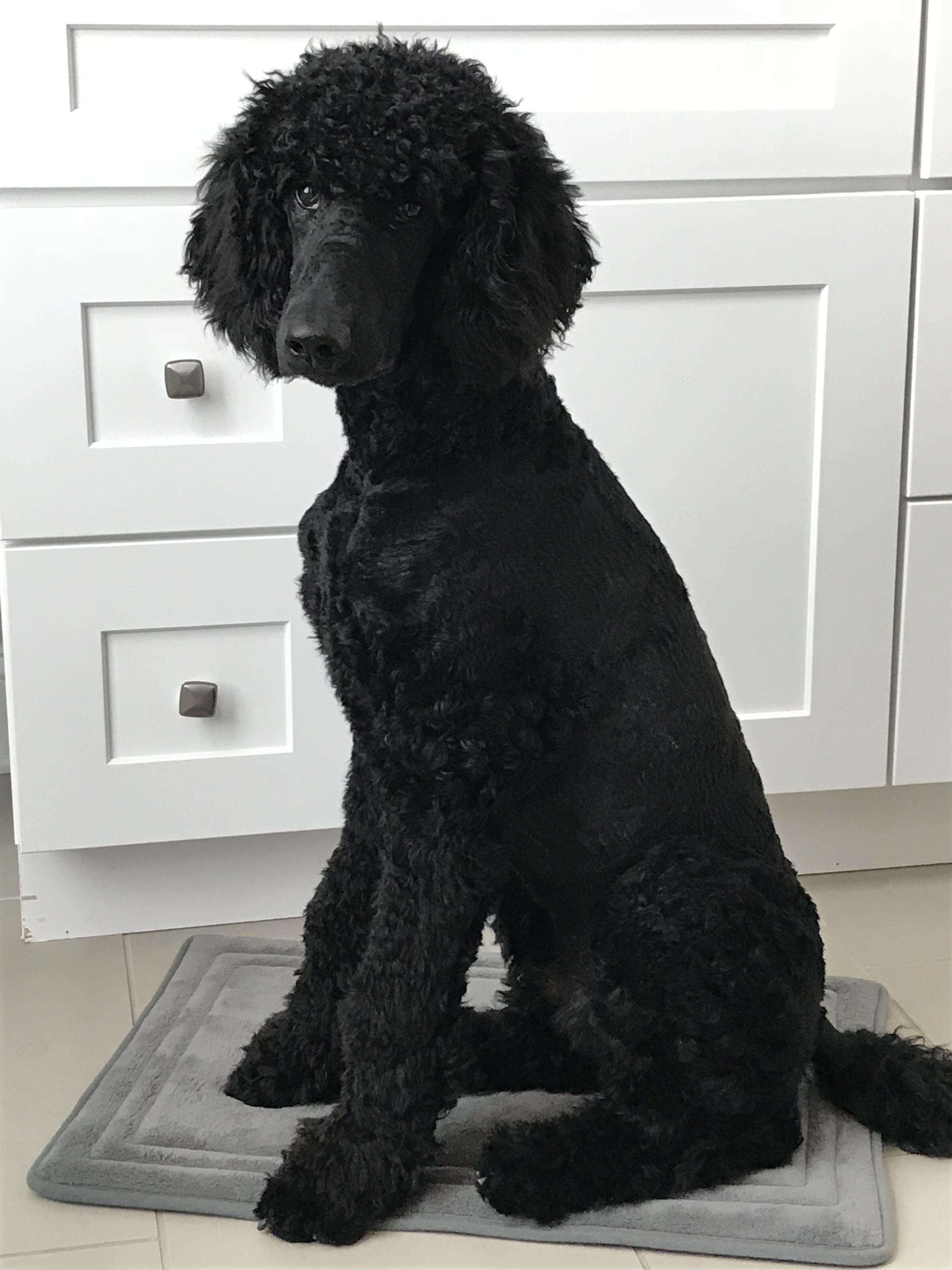 First at home grooming. I have a lot to learn, but gotta start