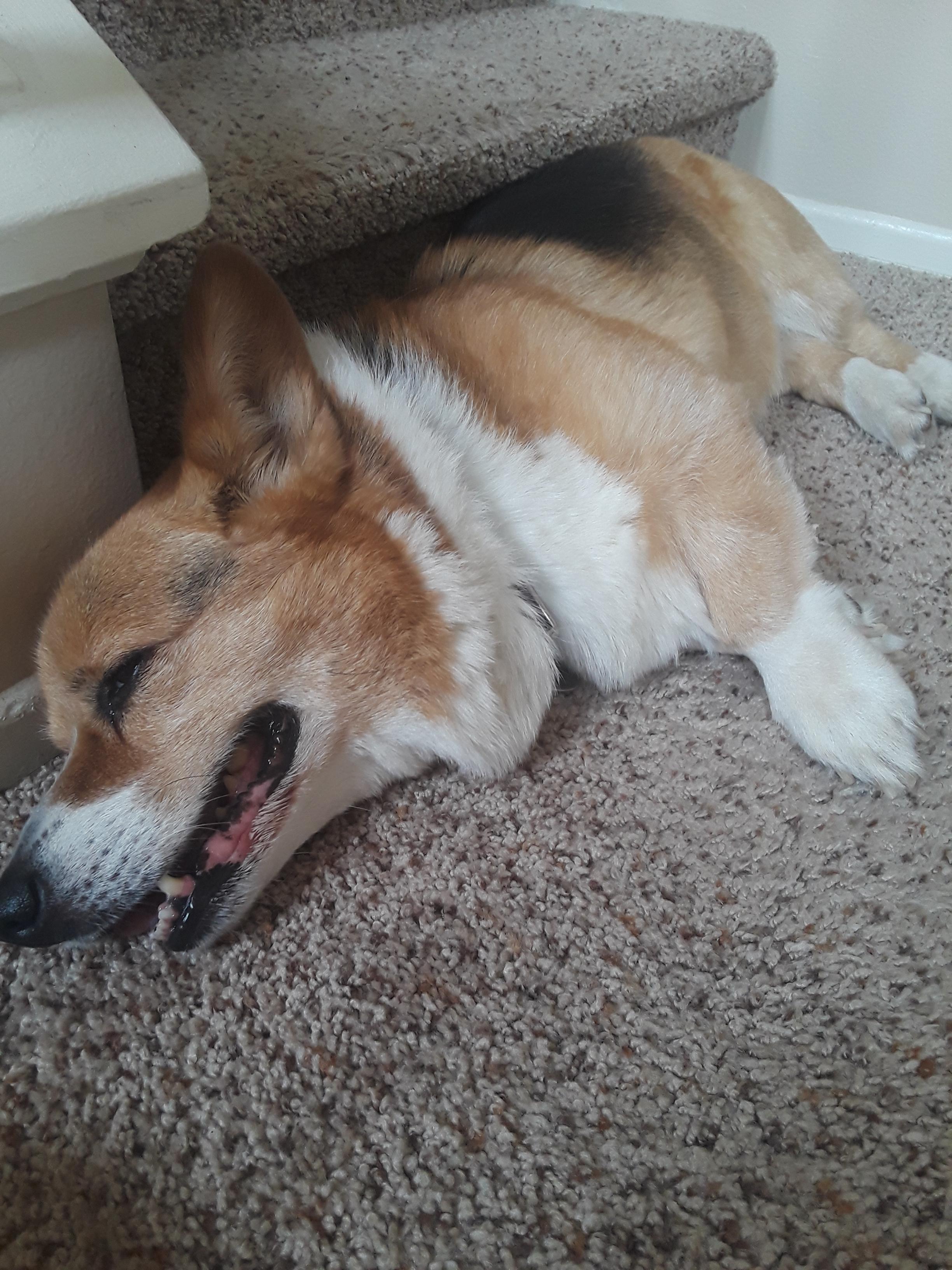 I tried getting my a dog bed, He still prefers to sleep on the