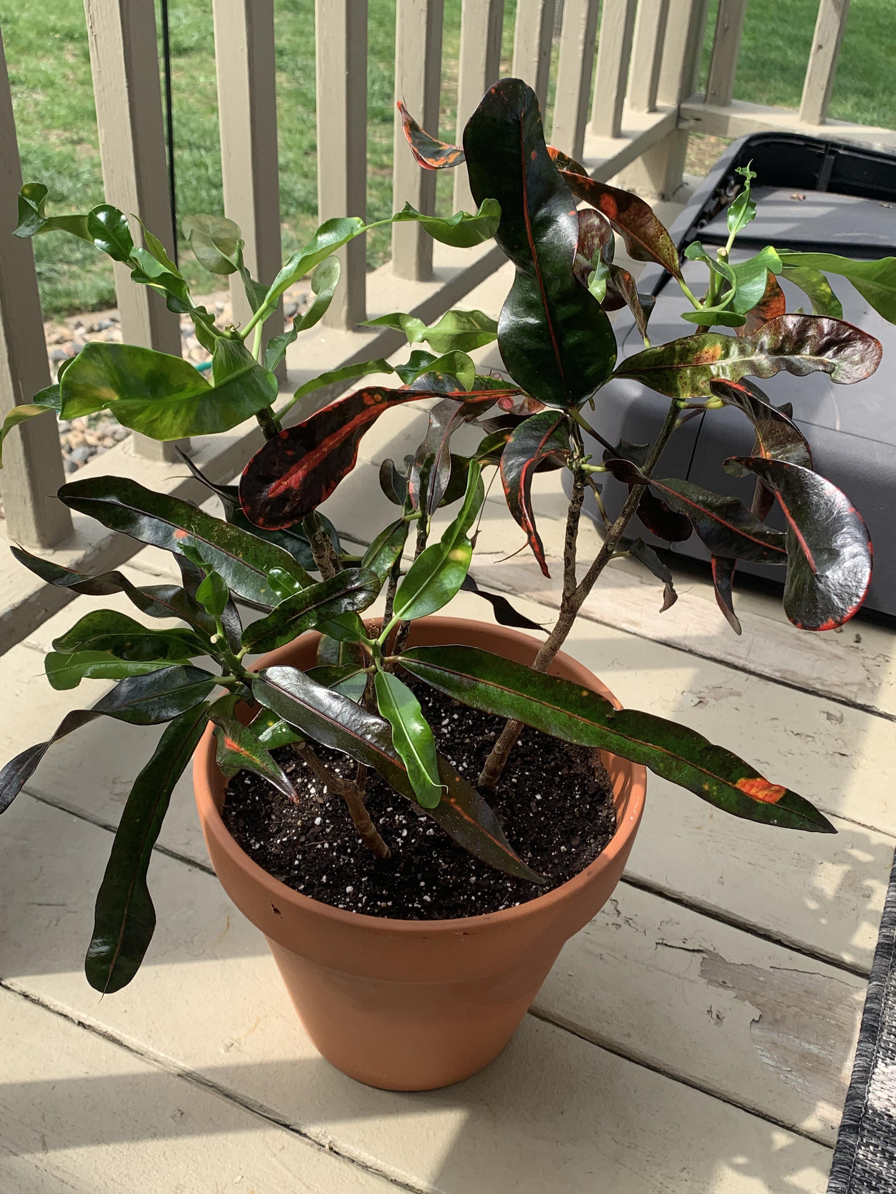 Mammy croton Dropping leaves! Watered too fastafter she dried out a
