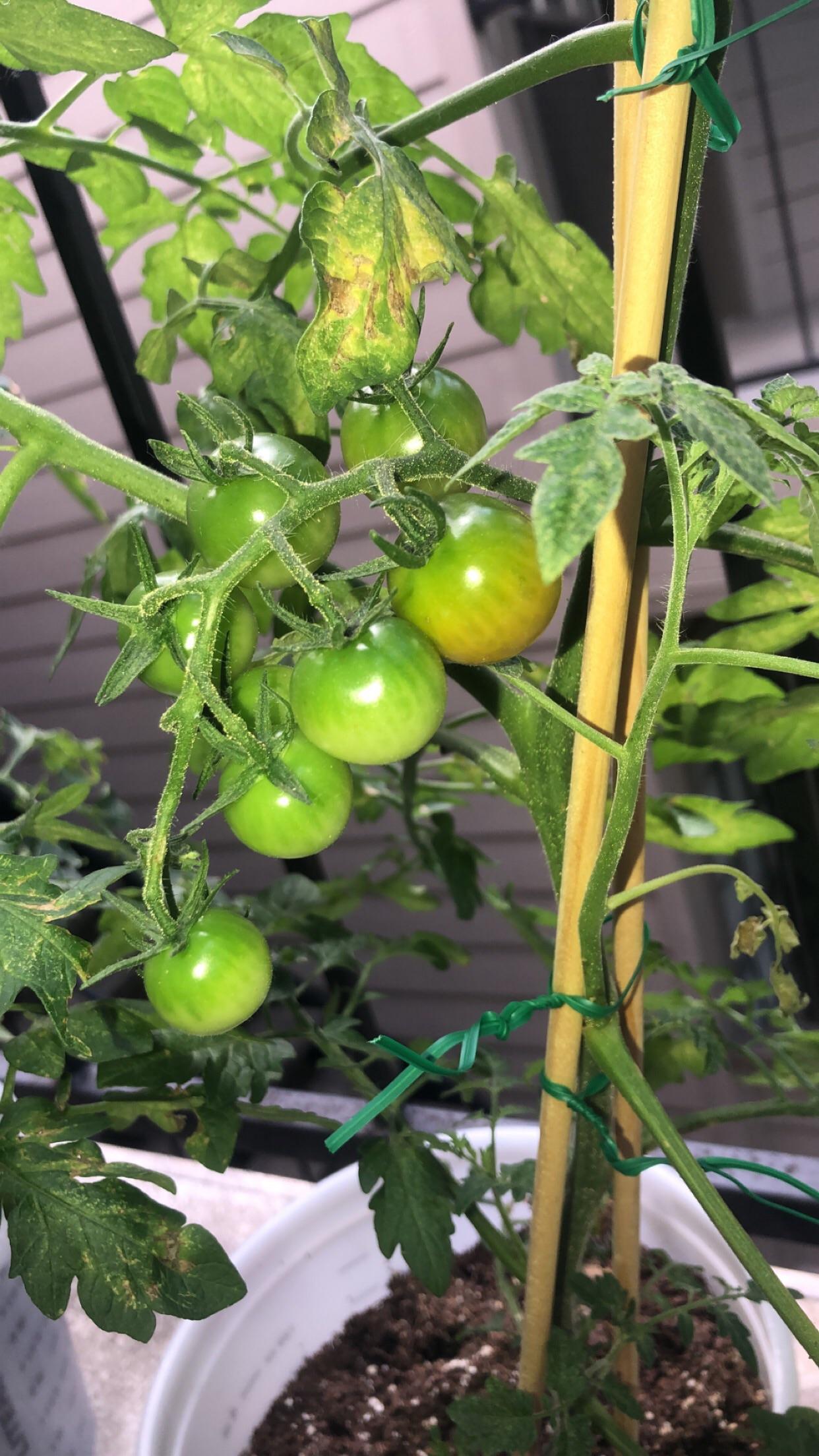 My balcony cherry tomatoes 😍 r/gardening
