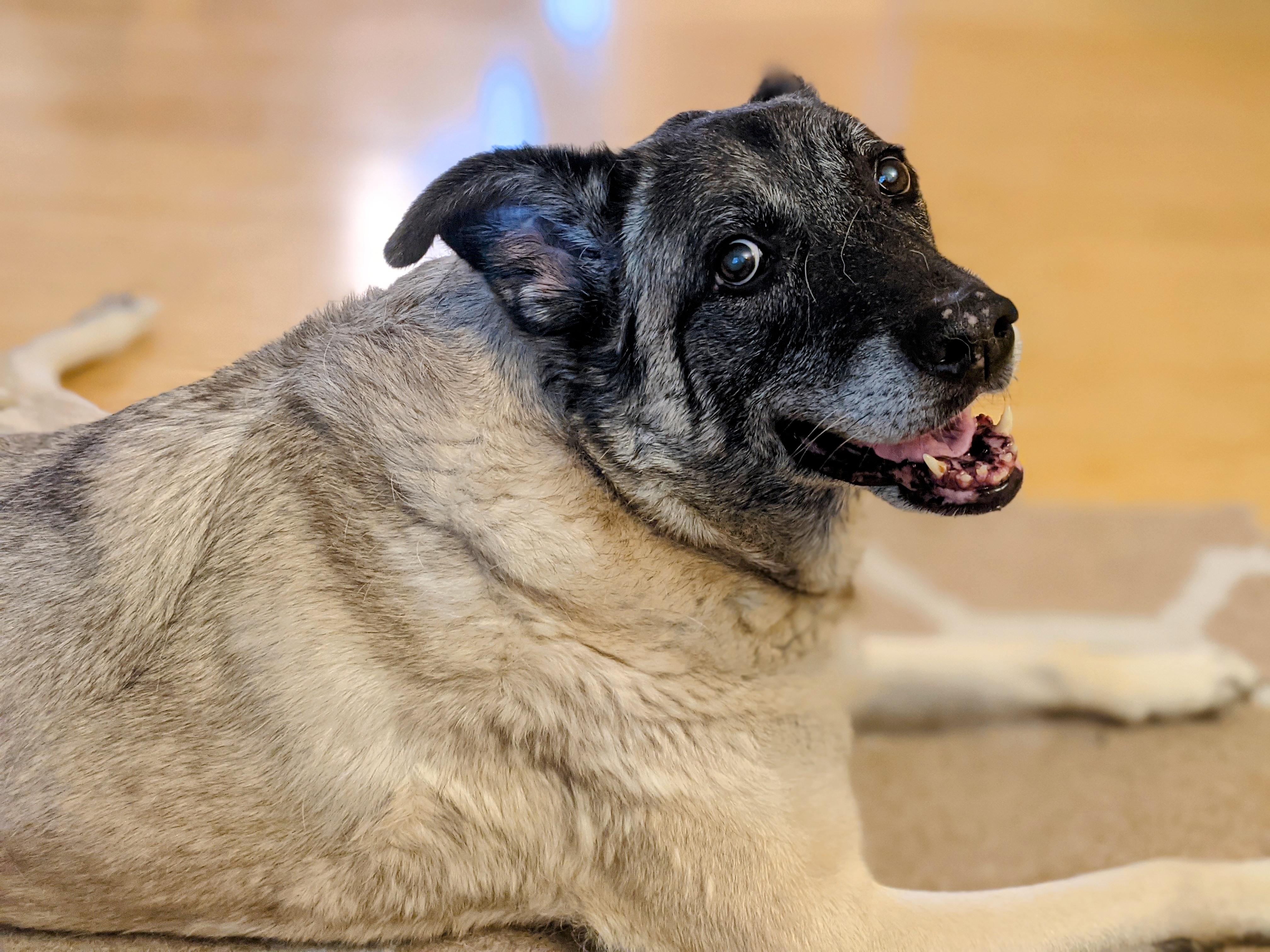 My Baby Anatolian Shepherd Pup “Justinian,” he just turned 4 months old