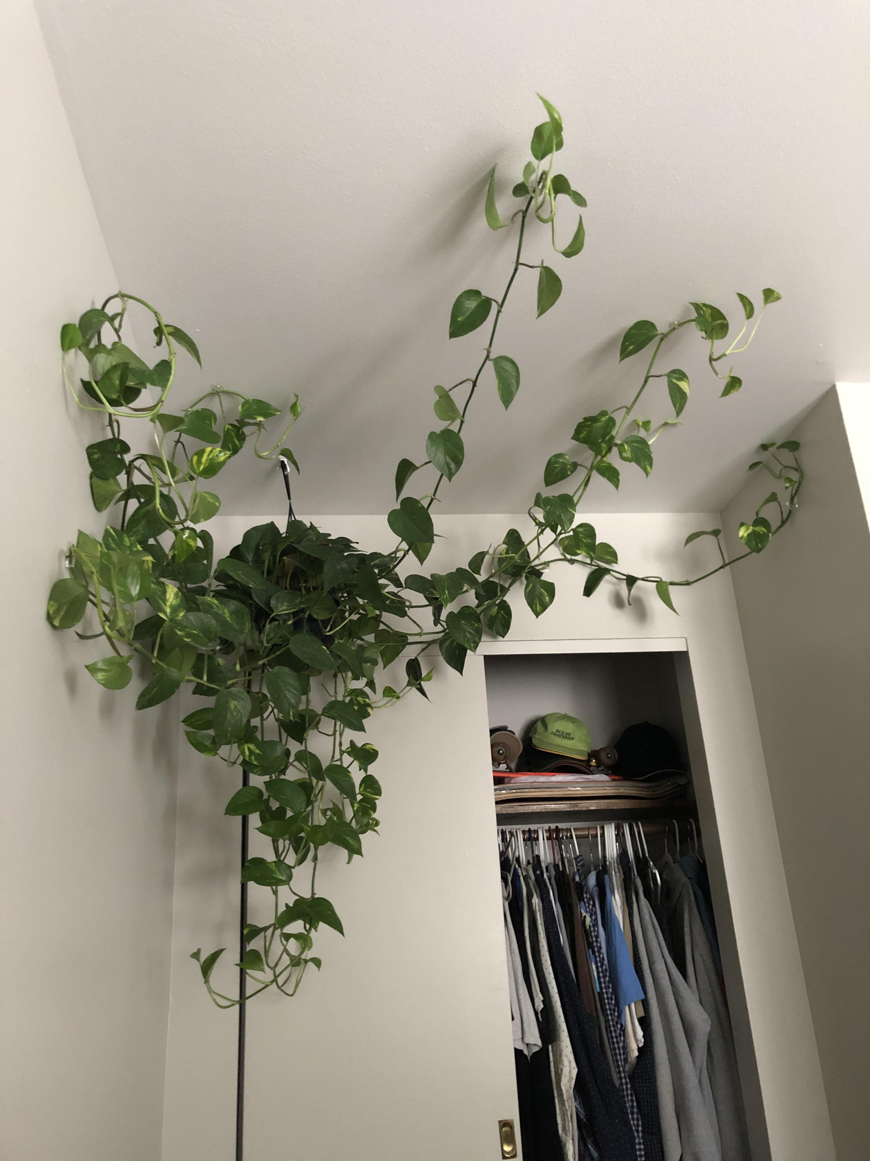 Just added this beauty to the apartment r/houseplants