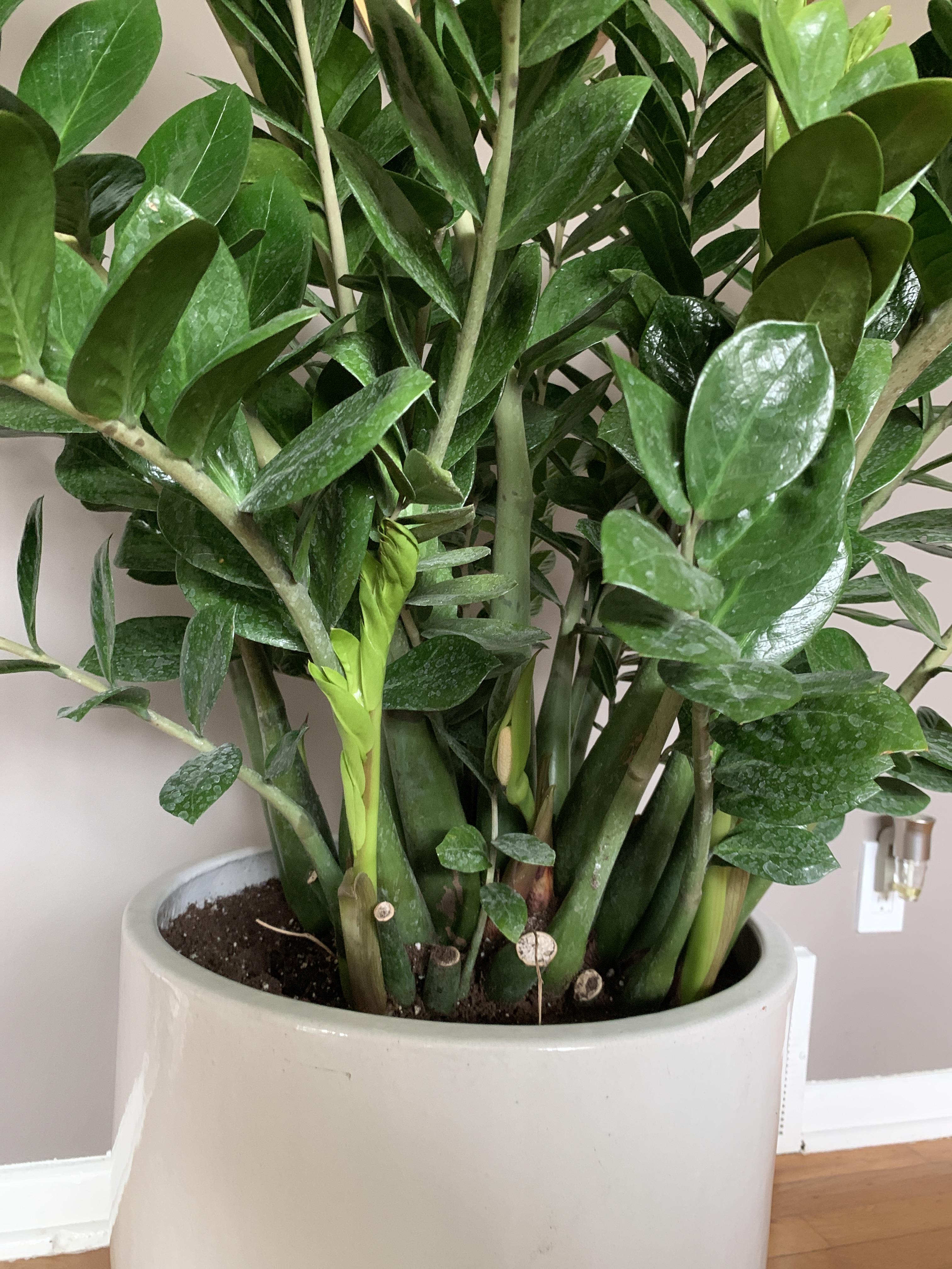 ZZ plant flowering r/houseplants