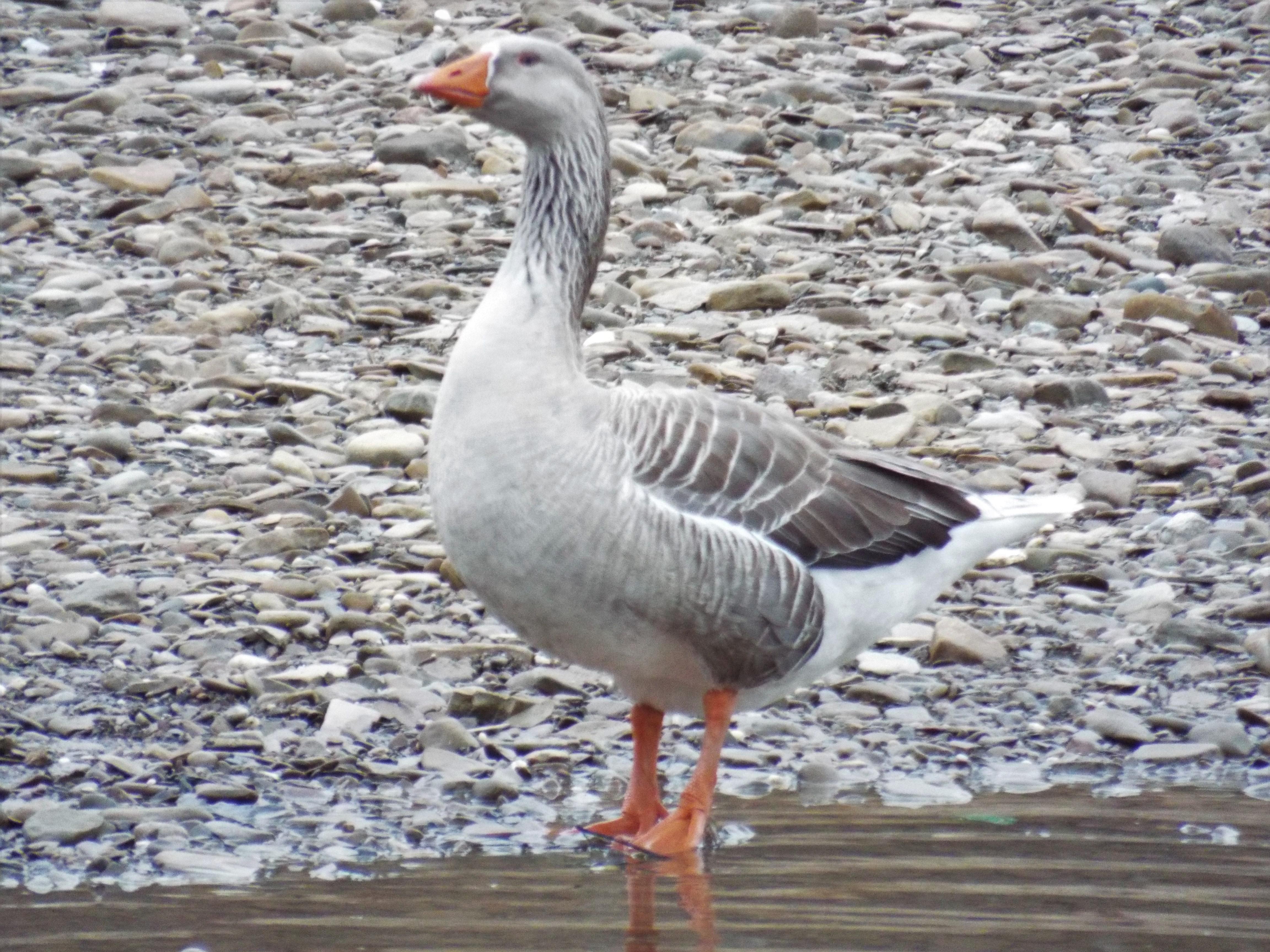 Well, I do believe this is a hybrid greylag goose, but what the heck is