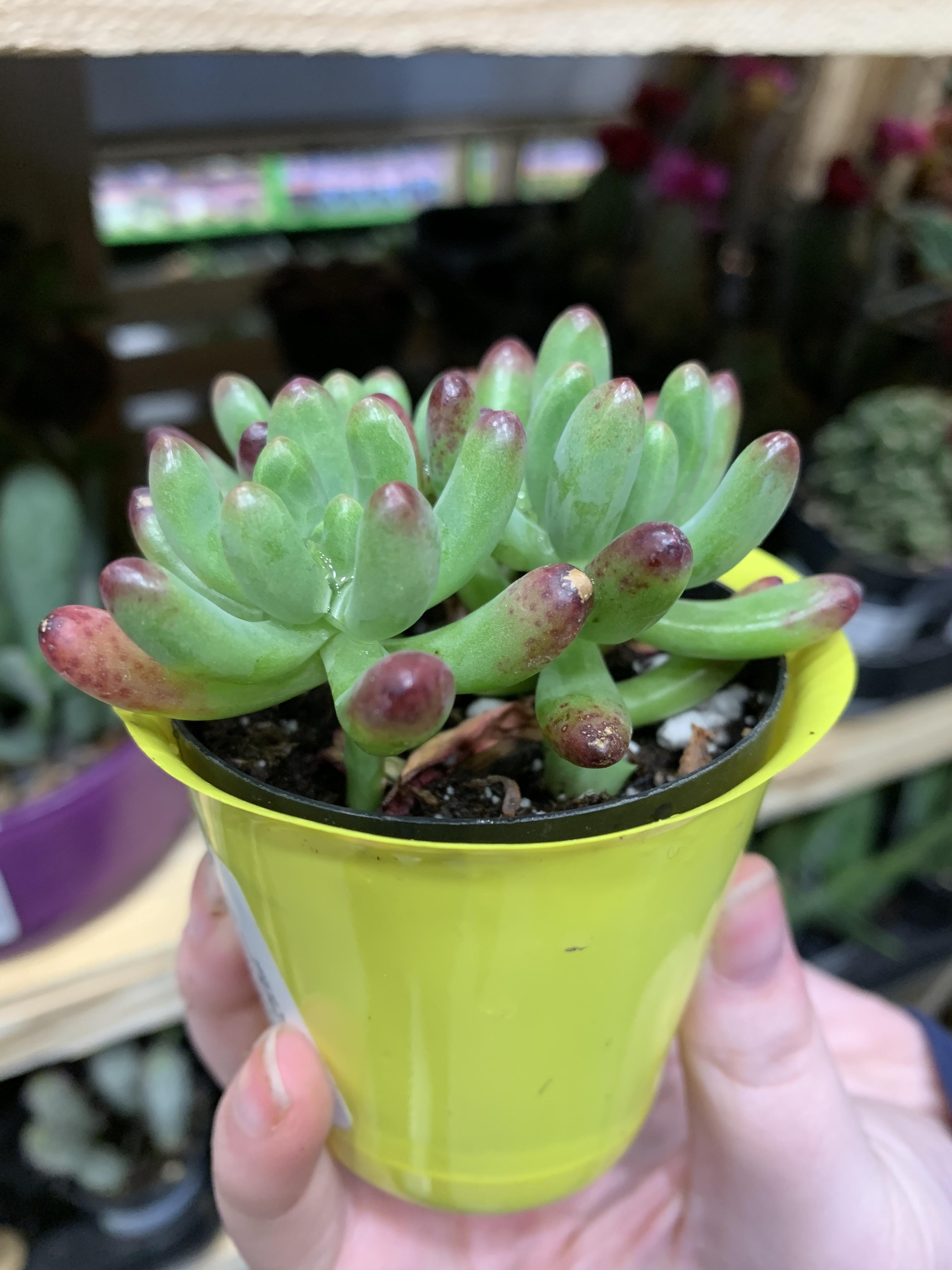 What is this called and should I get it? Does it look