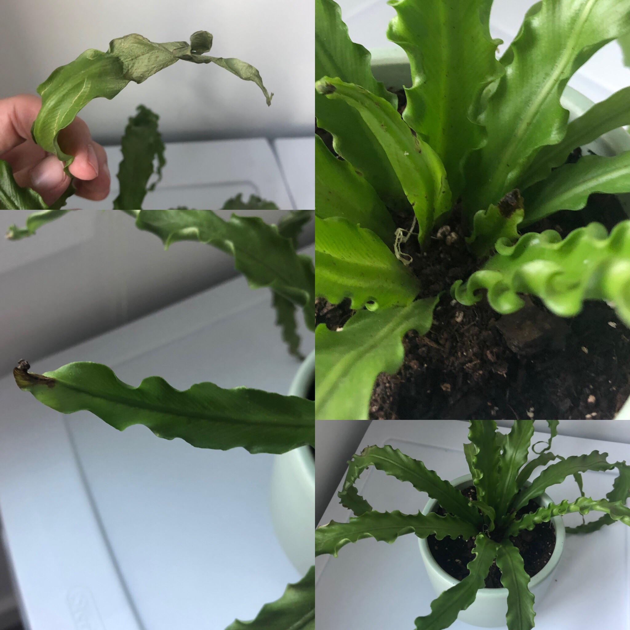 Bird’s Nest fern! Have only had for about a month and a half, was great