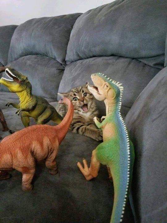 A cat playing with dinosaurs r/aww