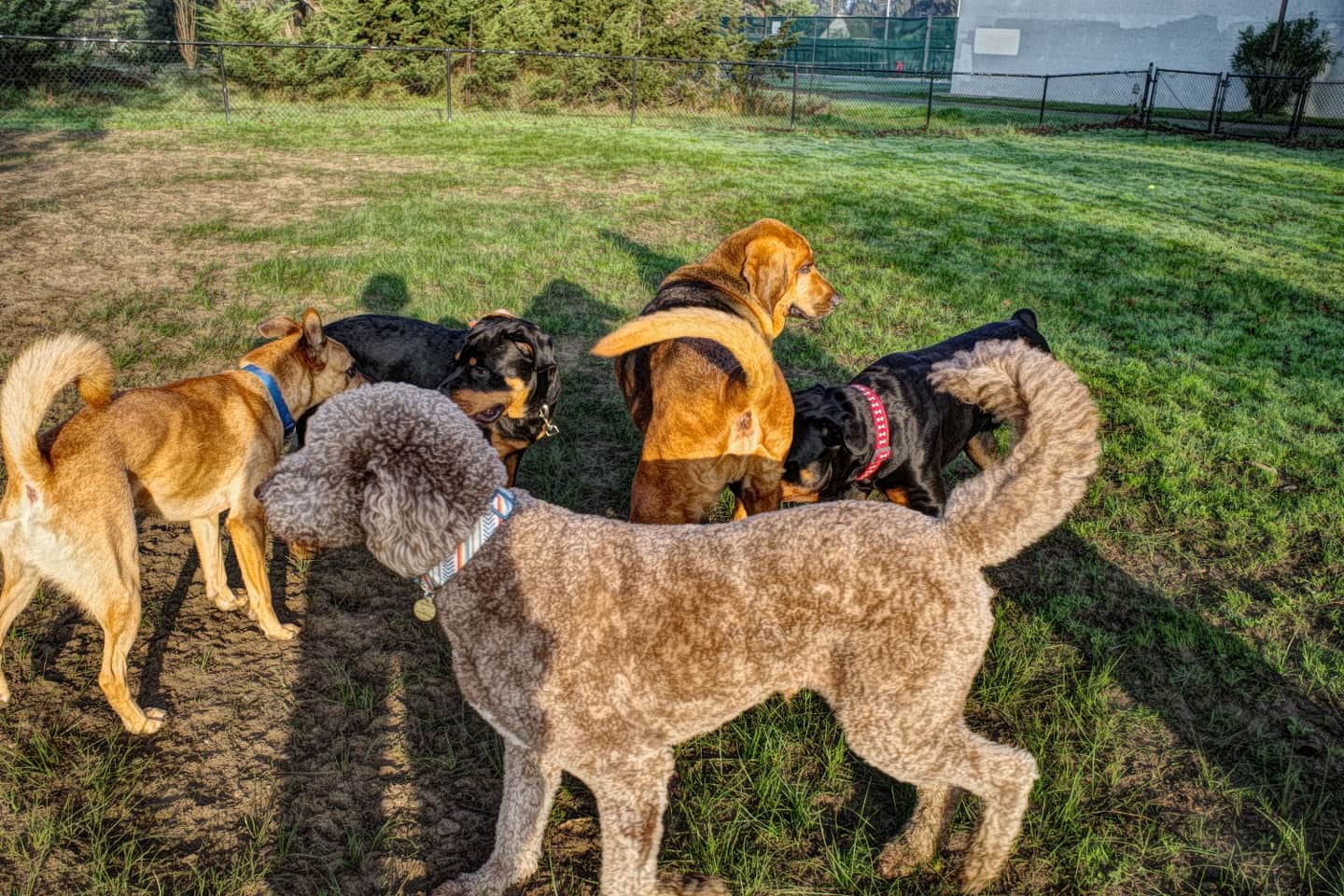 GR III Dog Park Alameda California ricohGR
