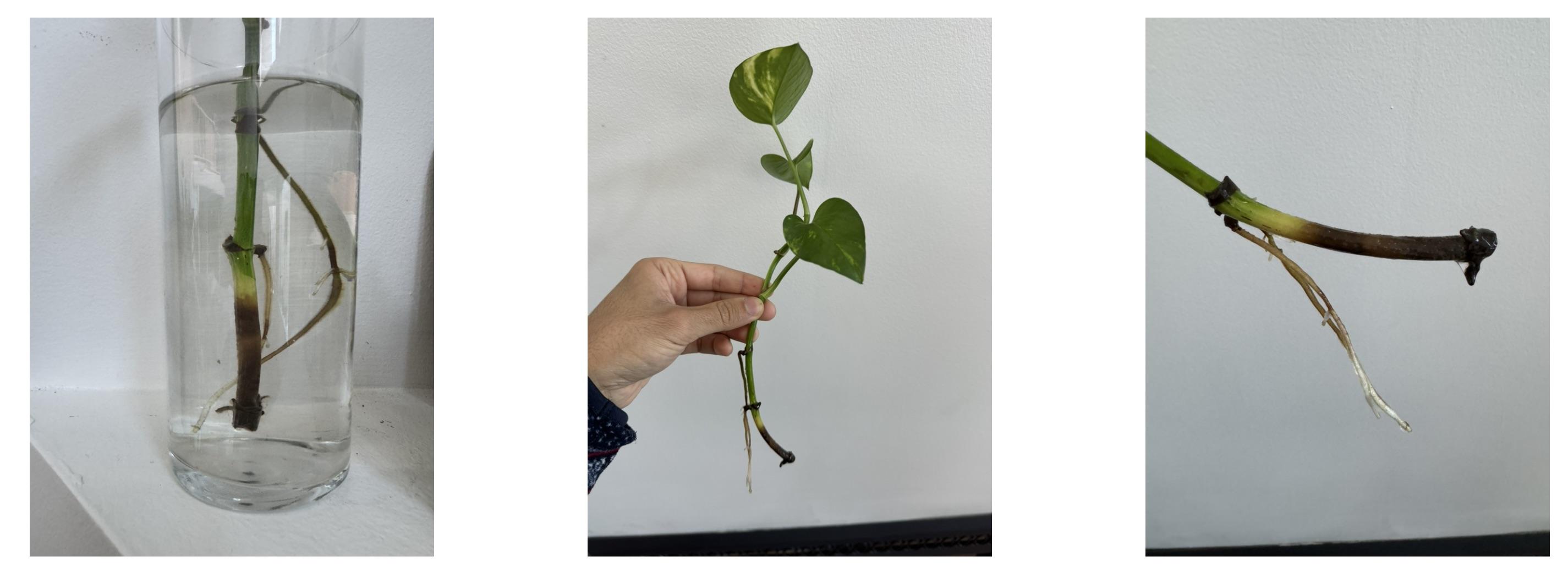 Propagating Pothos