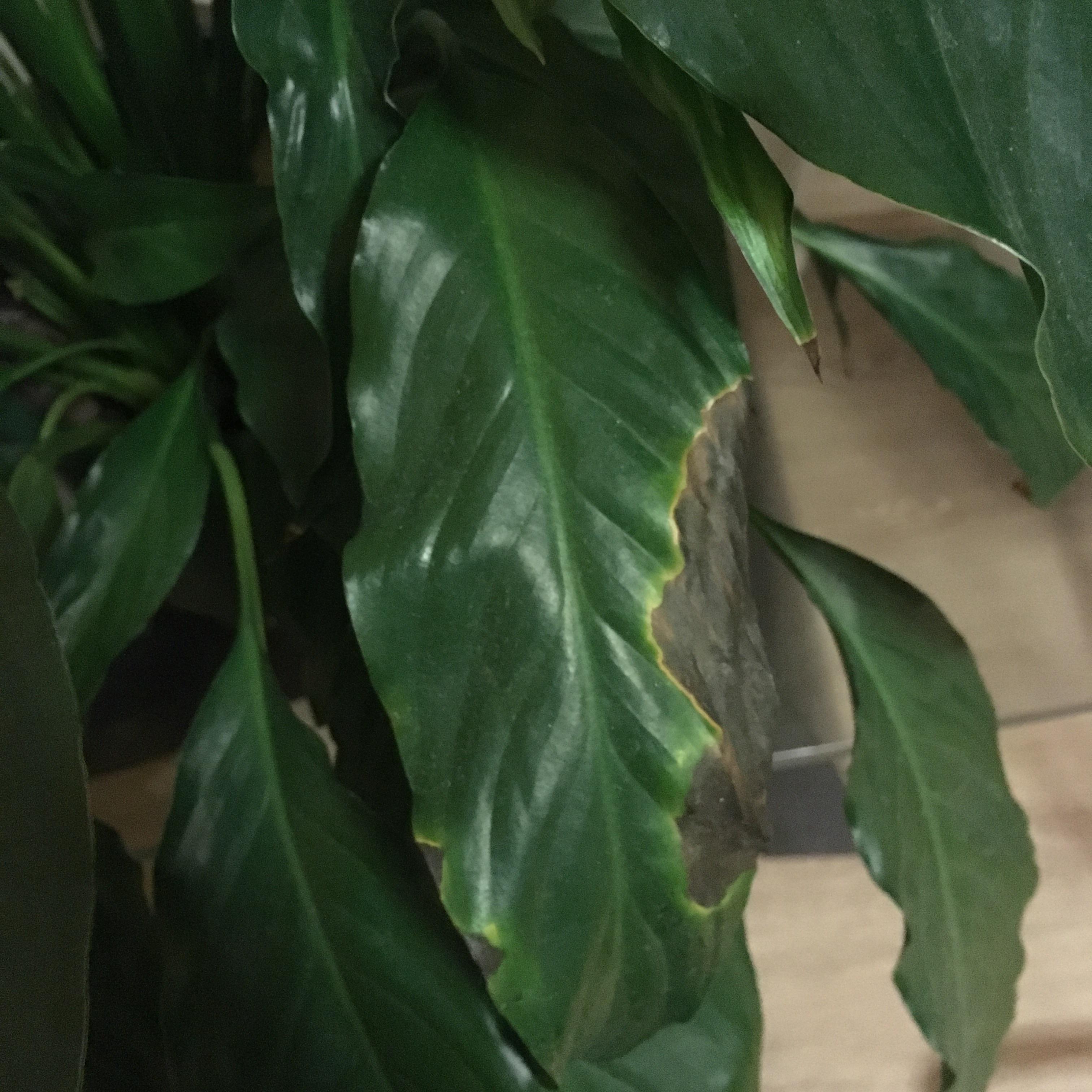 My peace lily looks... burnt? Any idea what this is? r/plants