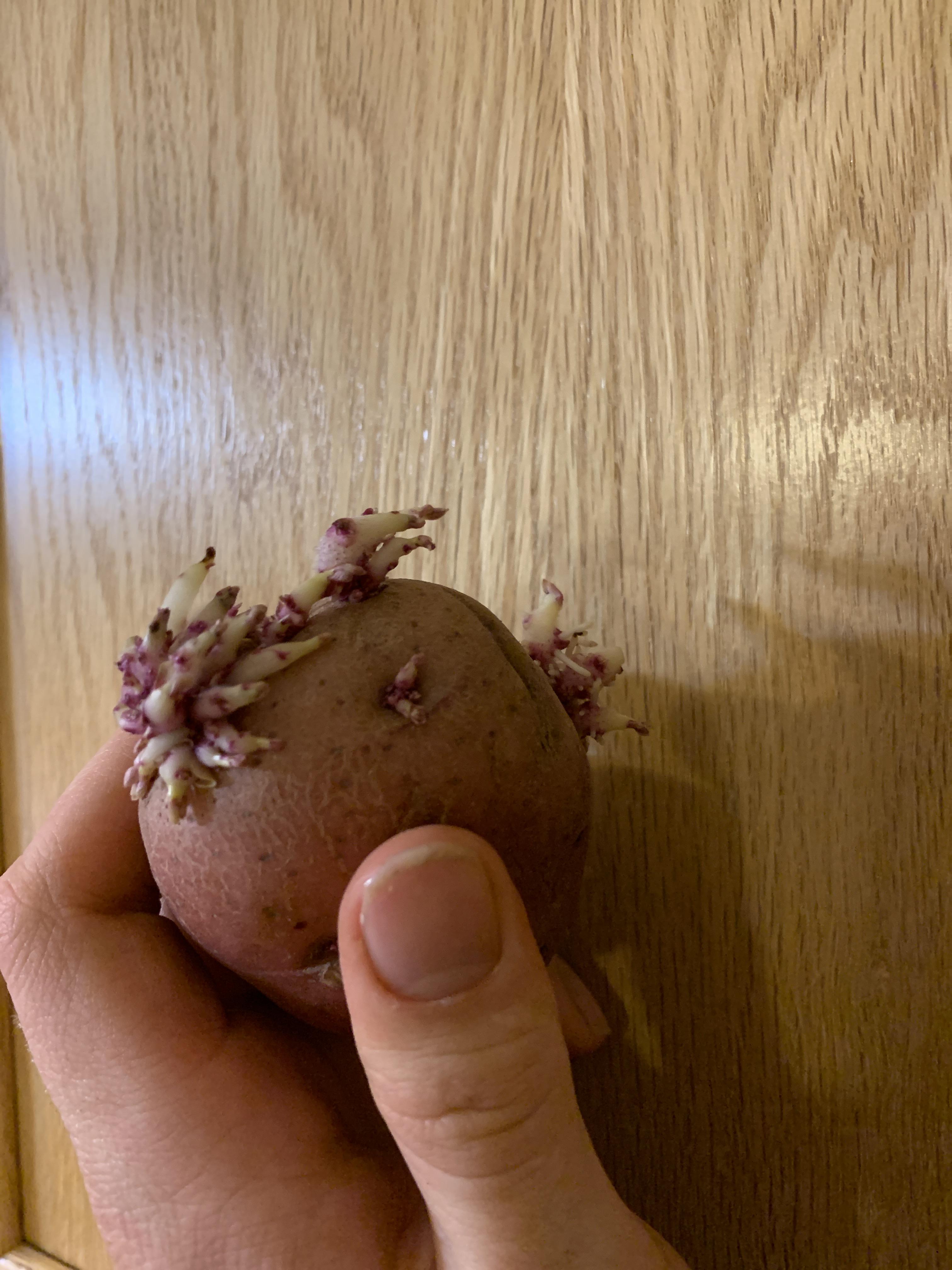 I’ve heard mixed things (sprays, disease, etc) on using potatoes from