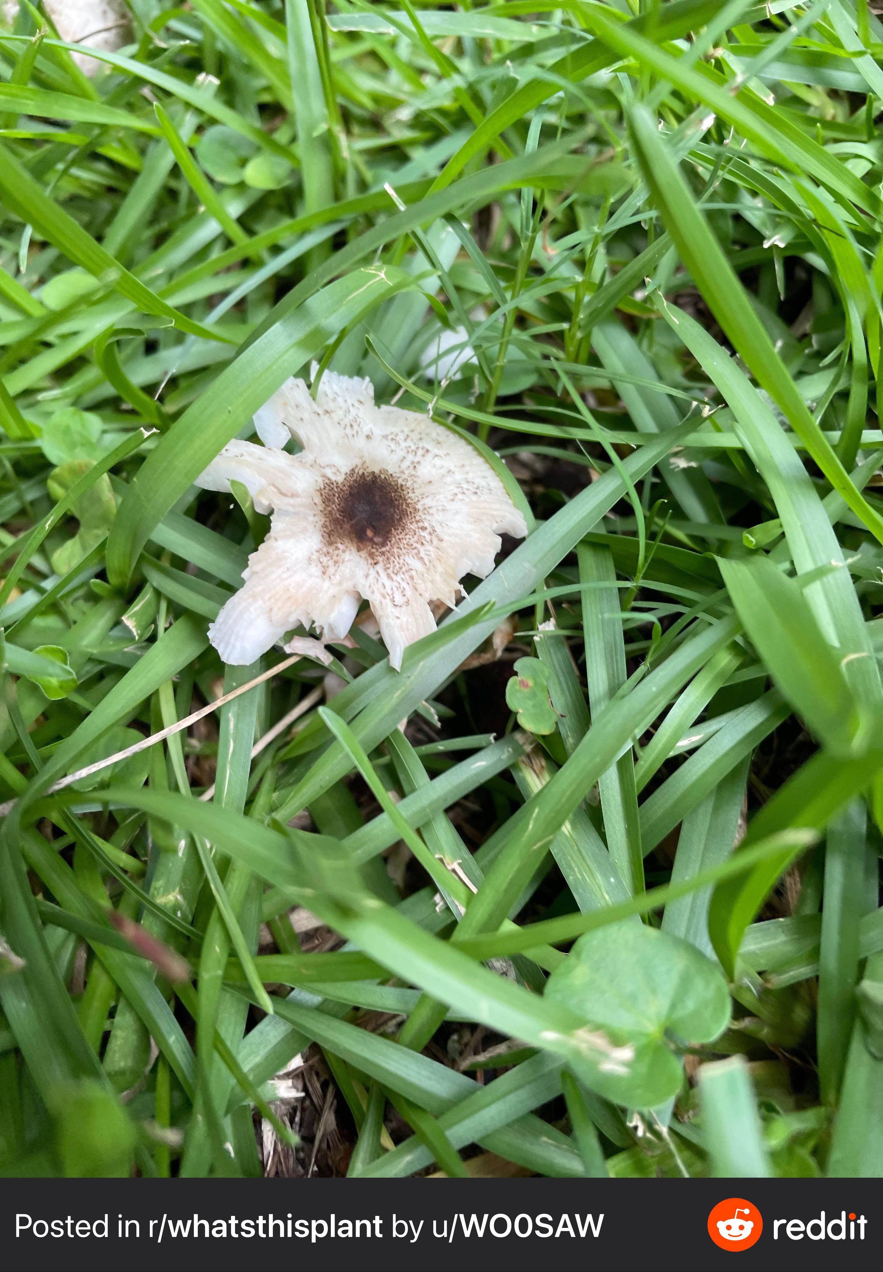 I have a ton of these mushroom style growths in my yard. What is it