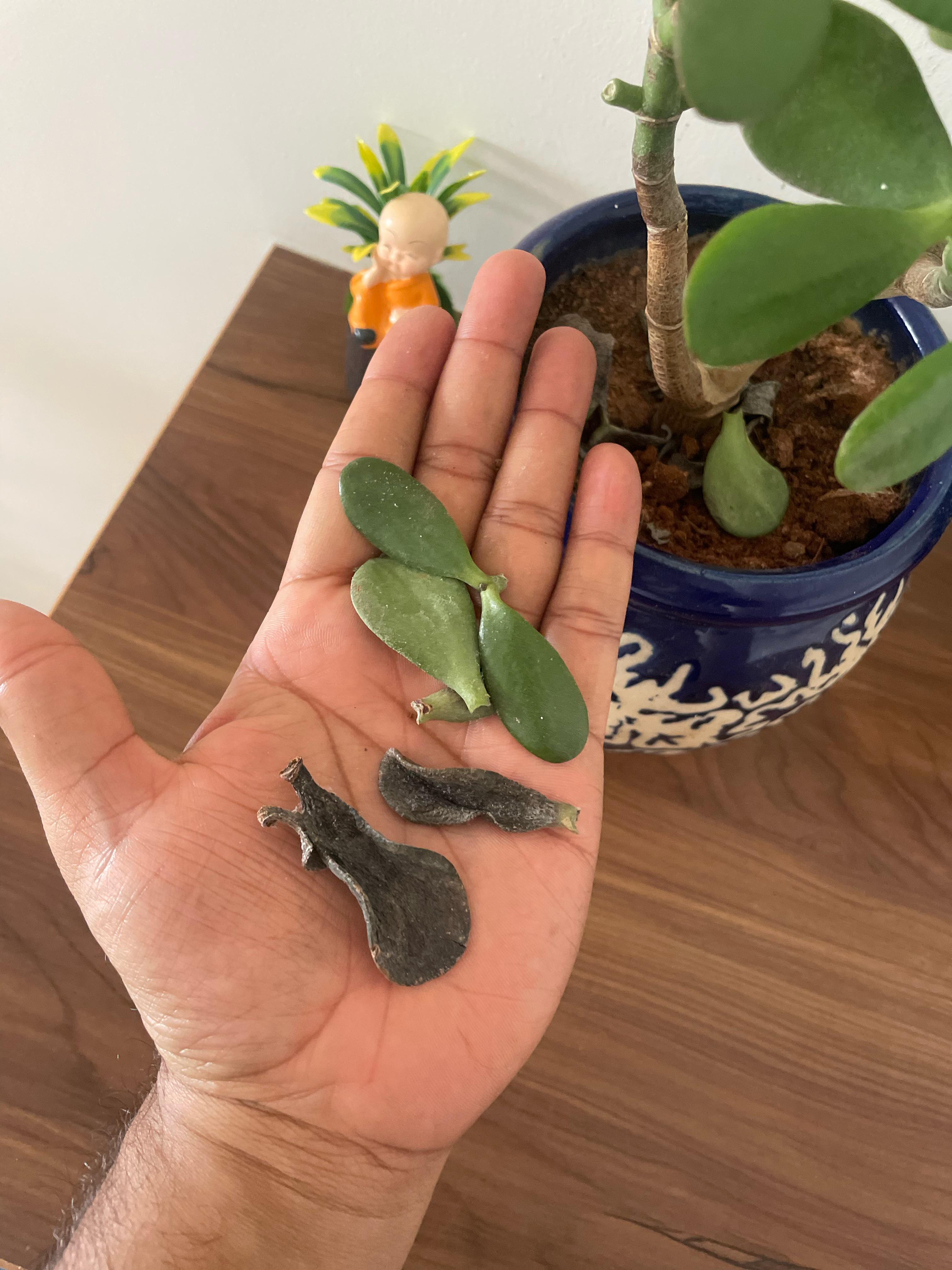 Jade plant leaves falling off when touched, and other leaves turn