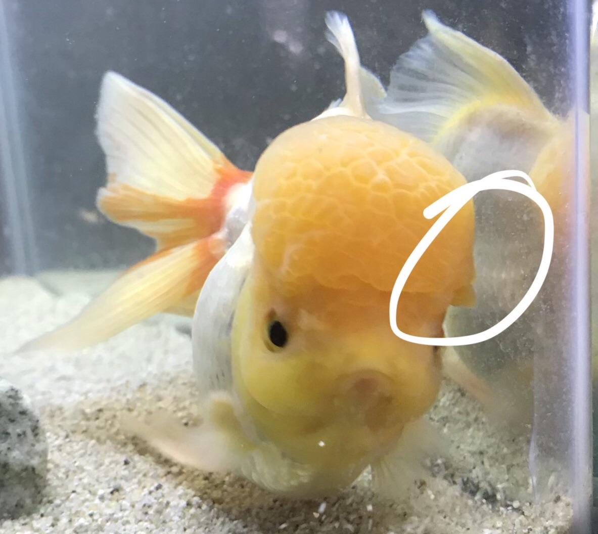 Lionhead? Anyone know why the head growth is peeling off? r/Goldfish