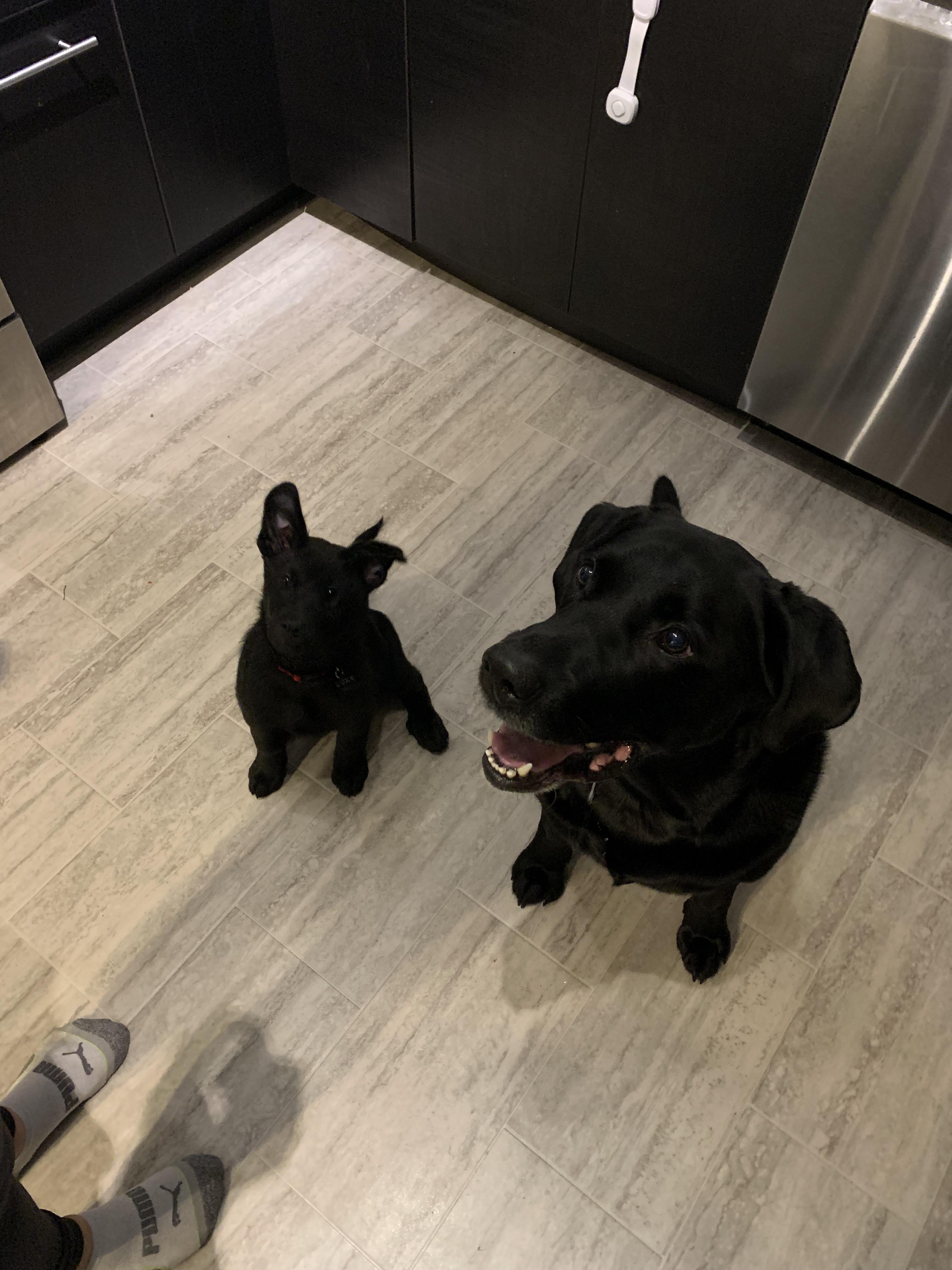 16 best u/arysen images on Pholder Bearded Dragons, Ironscape and Hawks