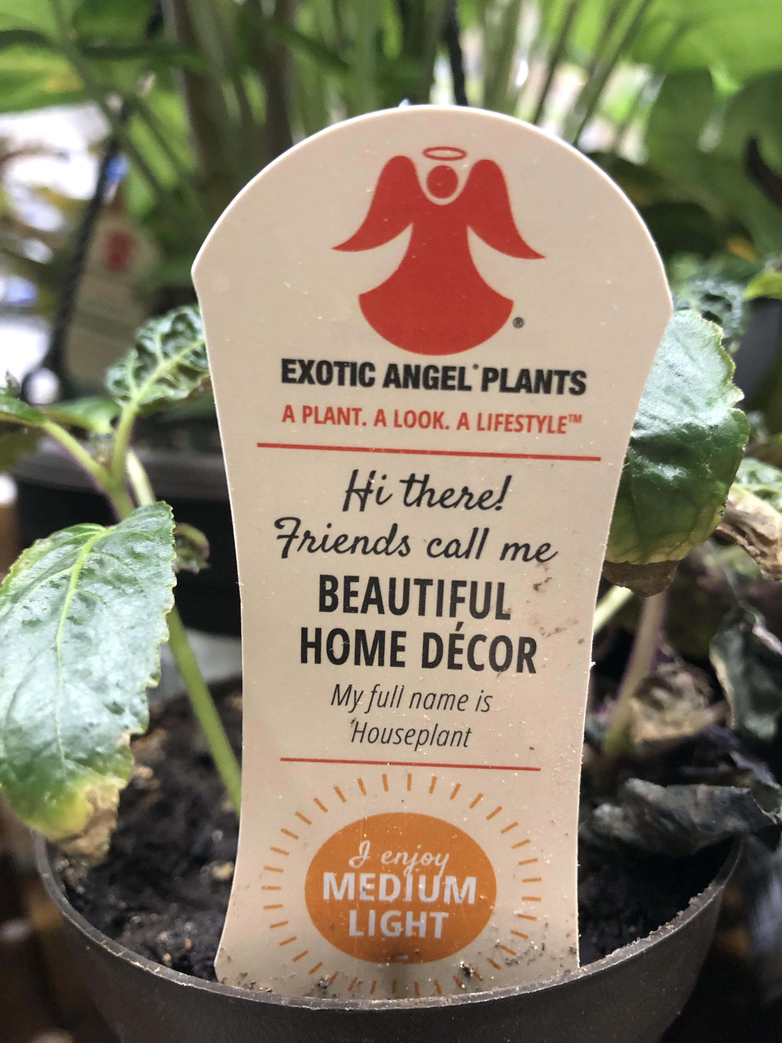 568 best Tag Tag Plants images on Pholder Houseplants, Whatsthisplant