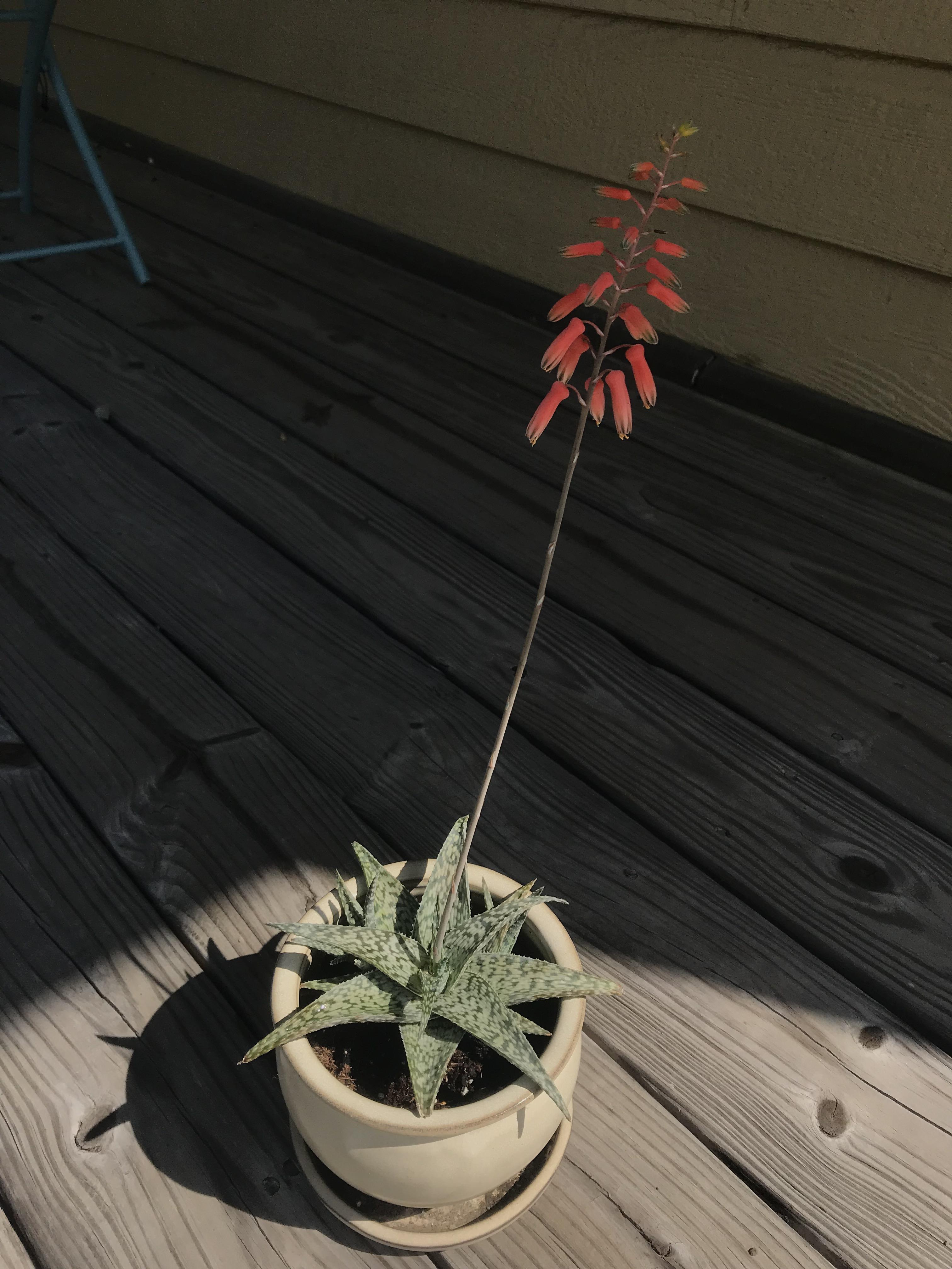 My white fox aloe in bloom!!🥰 r/succulents